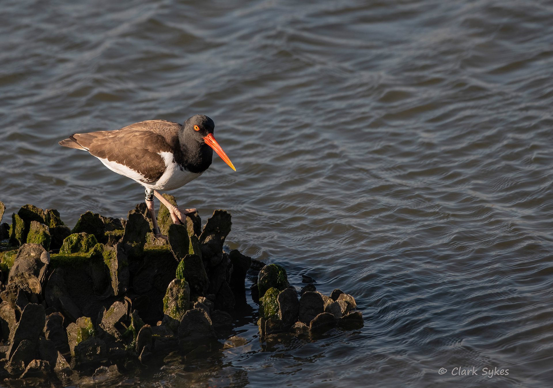 Oystercatcher, Chincoteague Virginia (Image CH-11)