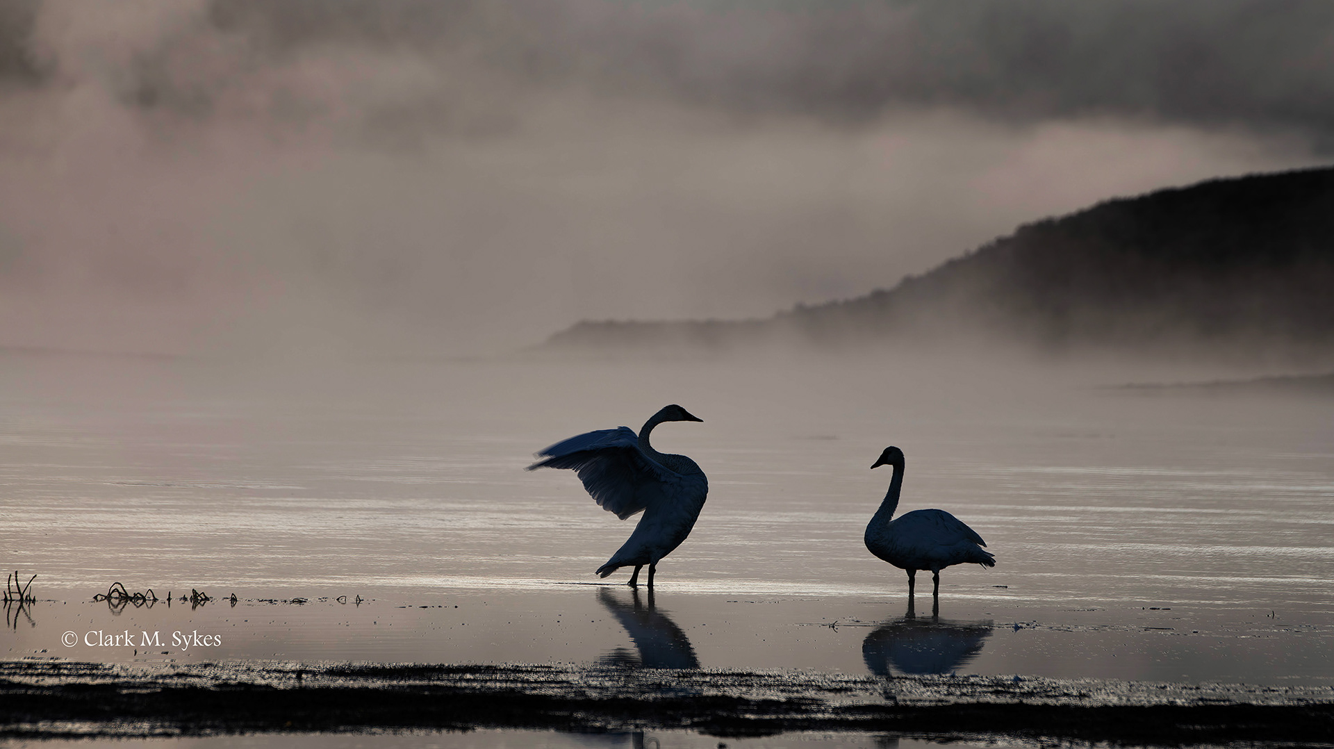 Tundra swans at dawn on the Yellowstone River, Yellowstone (Image YS-22)