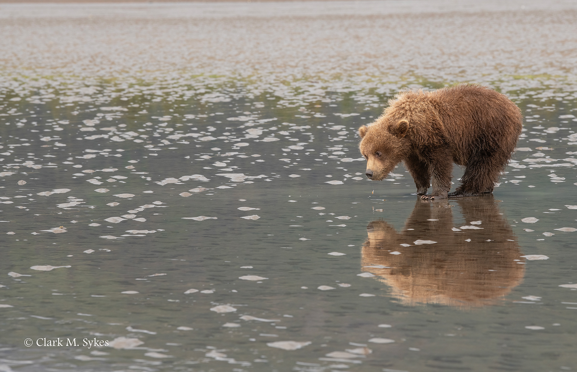 Fuzzy Wuzzy, Lake Clark, Alaska (Image AK-23)