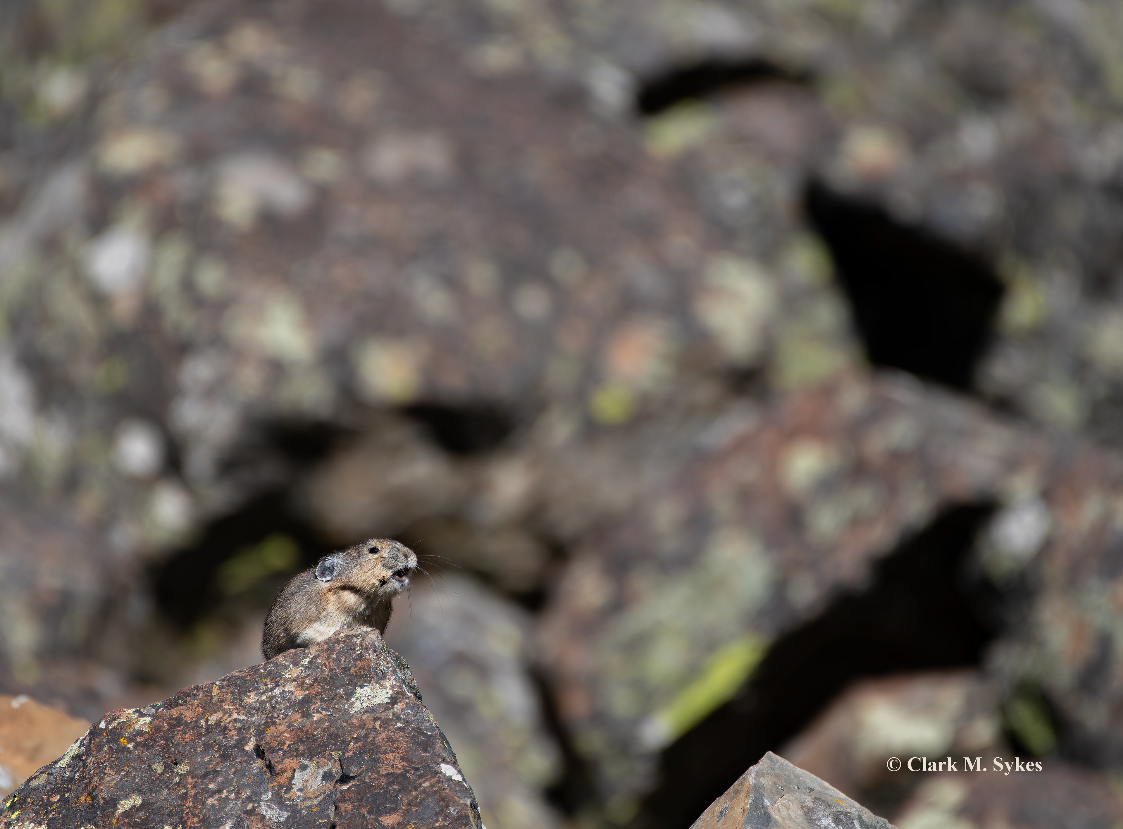 Of all the iconic American wildlife, one of my all-time favorites is the adorable Pika, a gerbil-sized critter that lives in boulder fields of the northern Rockies. I spent several hours watching these cute creatures skitter across the rocks at Yellowstone's Sheepeater Cliff. Busy collecting grass for the coming winter, they sometimes squeak to identify their territories and warn of danger, as this one did when he spotted me. ❤