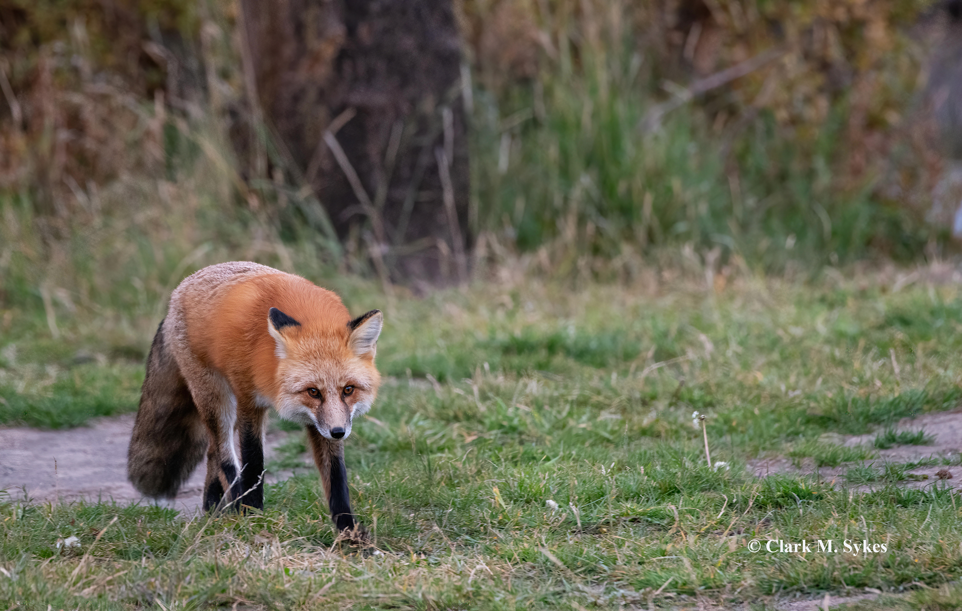 Near Yellowstone's Ice Box Canyon, I encountered this beautiful red fox booking it along the roadside, obviously on a mission. Curious, I followed him, and ended up at a small picnic spot, where he scavenged for scraps left by the day's visitors. He was completely unbothered by my presence, but at times glanced in my direction, just to be sure all was OK. This image was taken late evening under very low light conditions, which is always a struggle for my lens.
