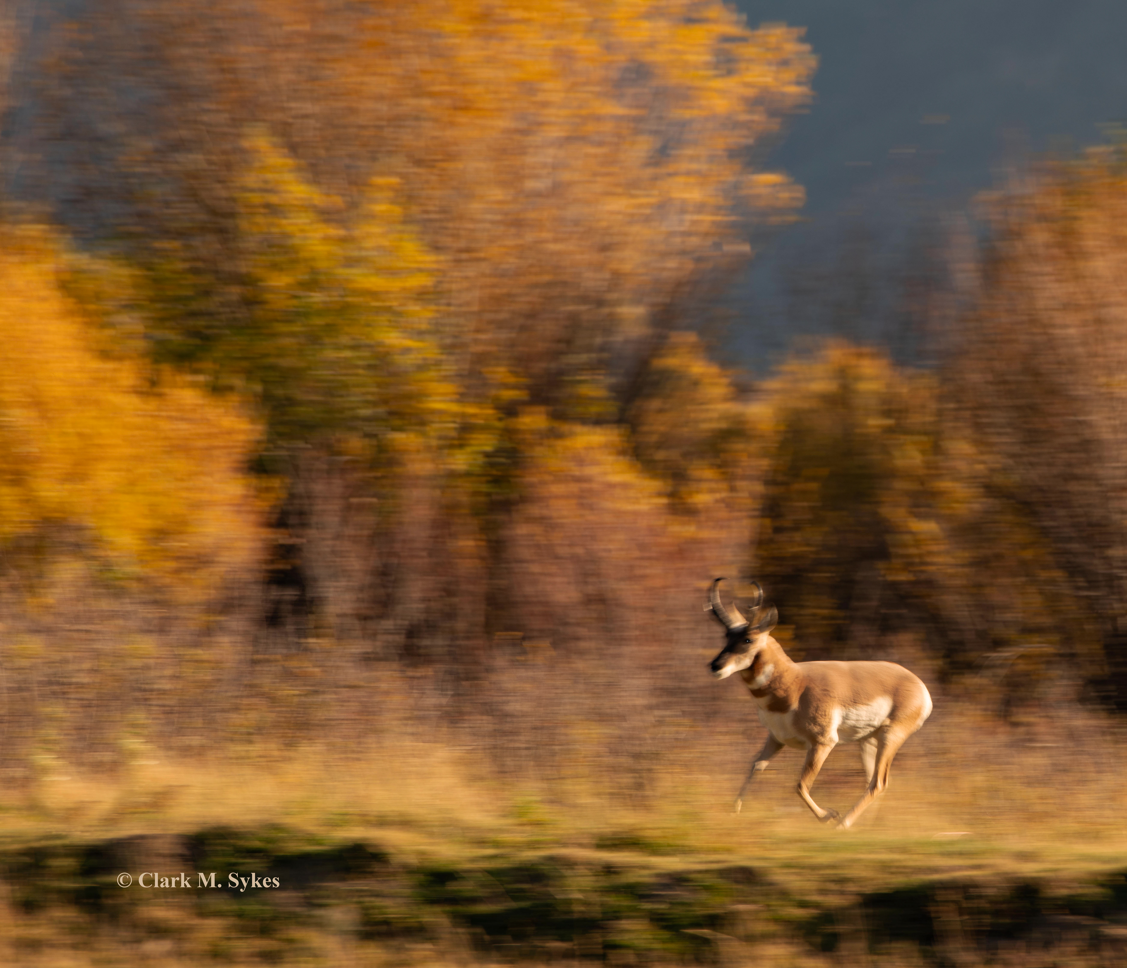 Several evenings along Yellowstone's Soda Butte Creek, I enjoyed this band of pronghorn, presided over by one dominant buck, who kept a watchful eye on his harem, and was quick to round up any strays. In one image, I've tried to convey the amazing speed these animals have (up to 55 mph) - the 2nd fastest land animal in the world (after the cheetah).