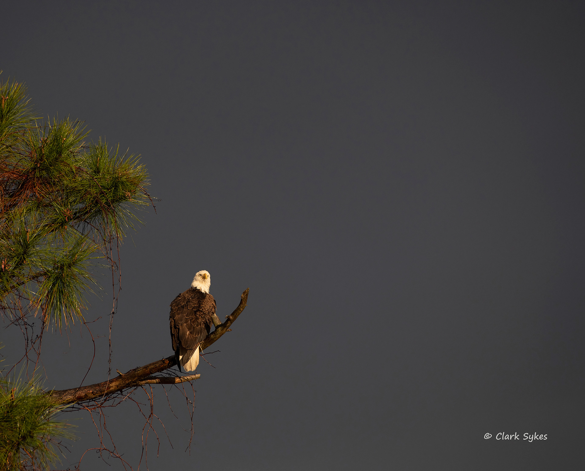 Bald Eagle against stormy sky, Hilton Head Island, South Carolina (Image LC-7)