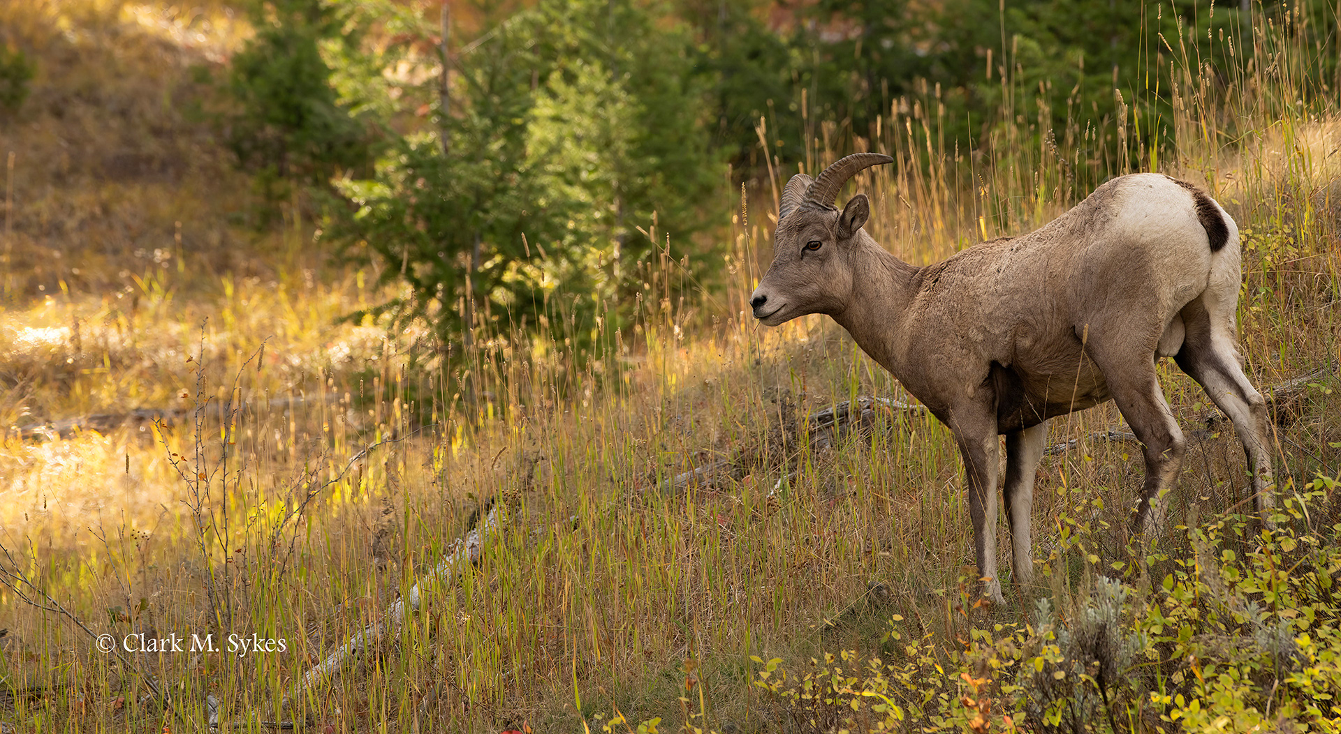 Young bighorn buck, Calcite Springs, Yellowstone (Image YS-14)