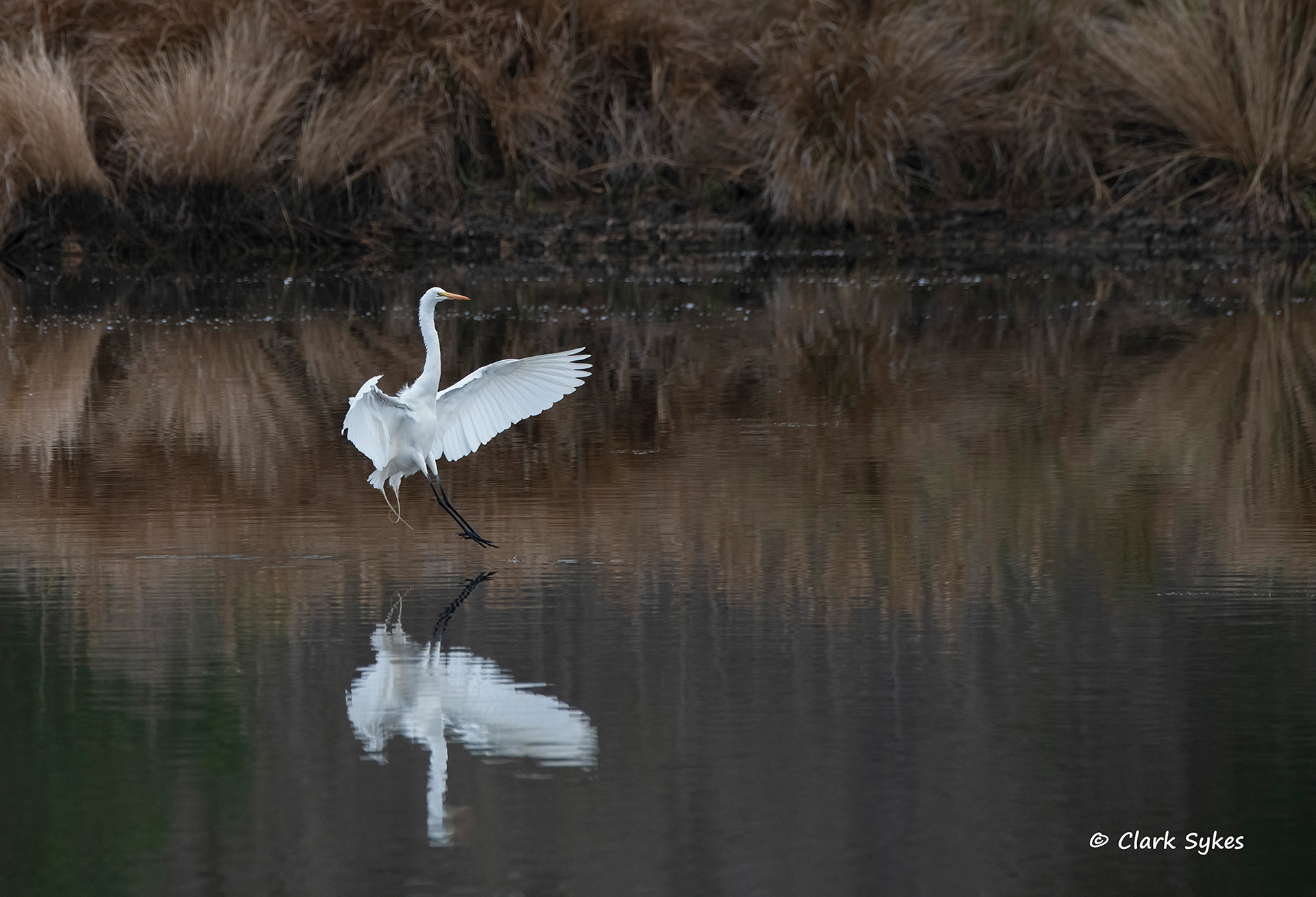 Great Egret, Donnelley Wildlife Area, South Carolina (Image LC-16)