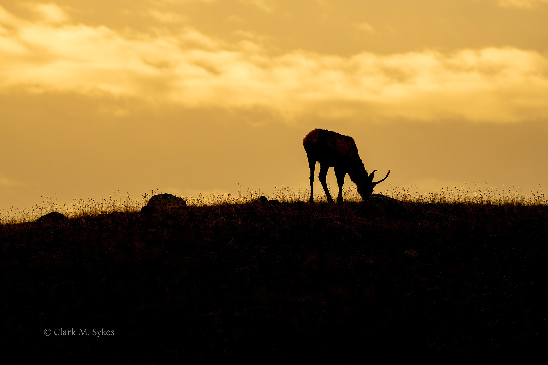 Young elk bull at sunrise, Yellowstone (Image YS-10)