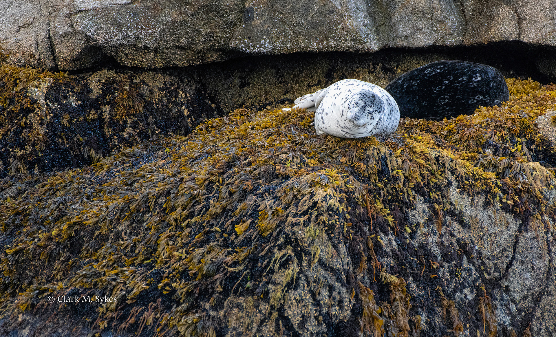 Harbor seals, Resurrection Bay, Alaska (Image AK-4)