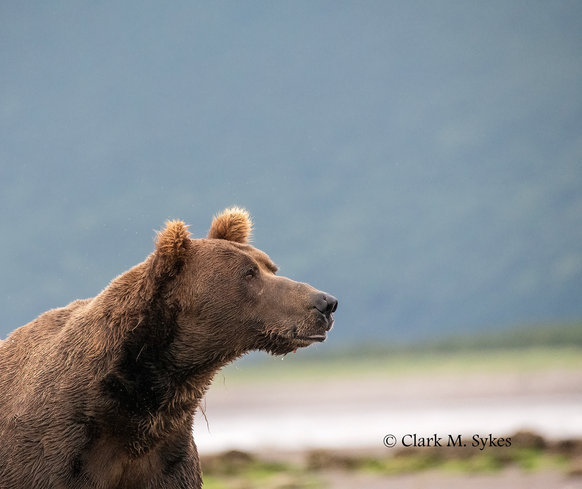 Is that a photographer I smell? Katmai, Alaska (Image AK-19)
