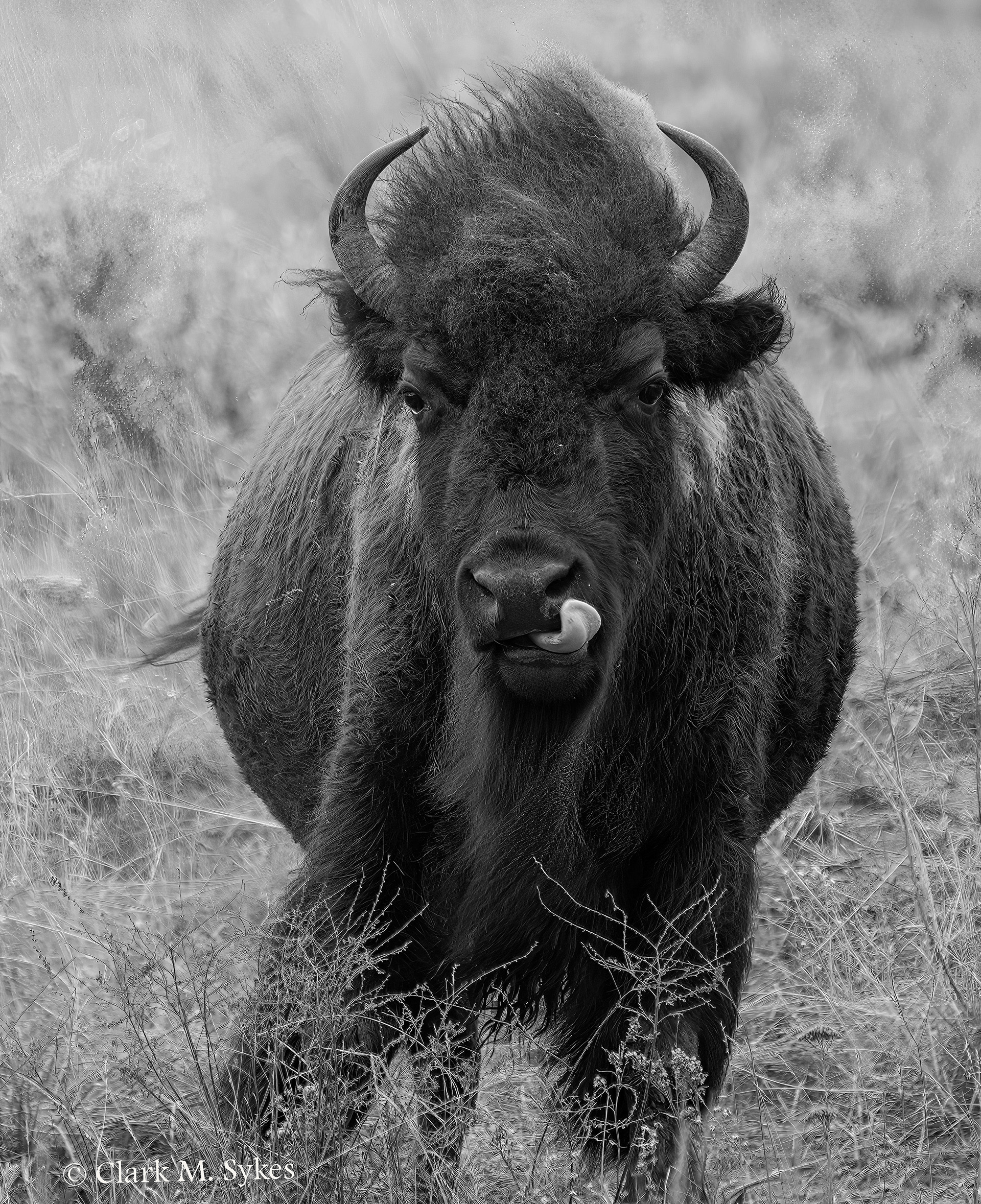 Bison bull, Yellowstone (Image YS-13)