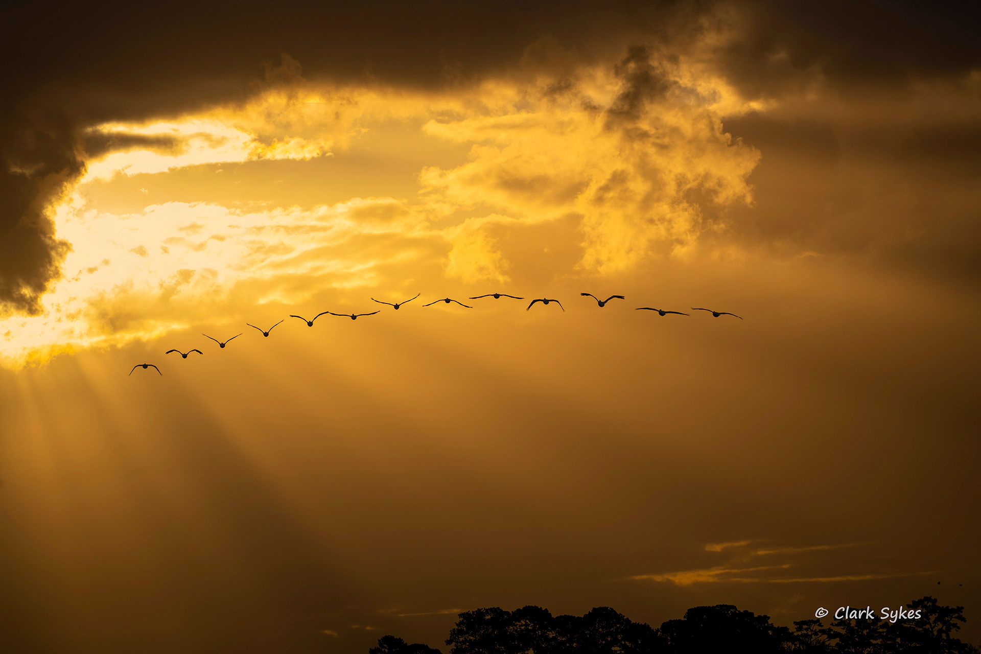 White Pelicans at sunrise, Donnelley Wildlife Area, South Carolina (Image LC-9)
