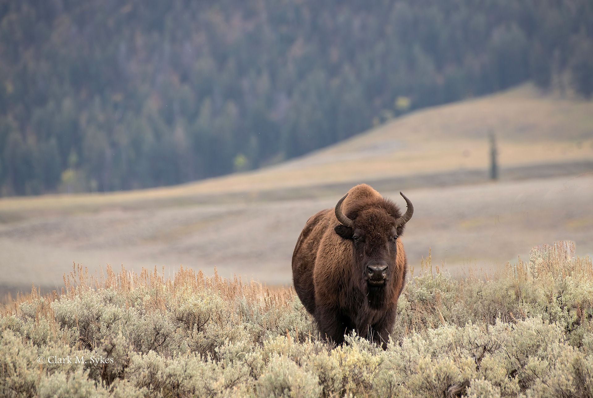 Bison bull, Lamar Valley, Yellowstone (Image YS-9)