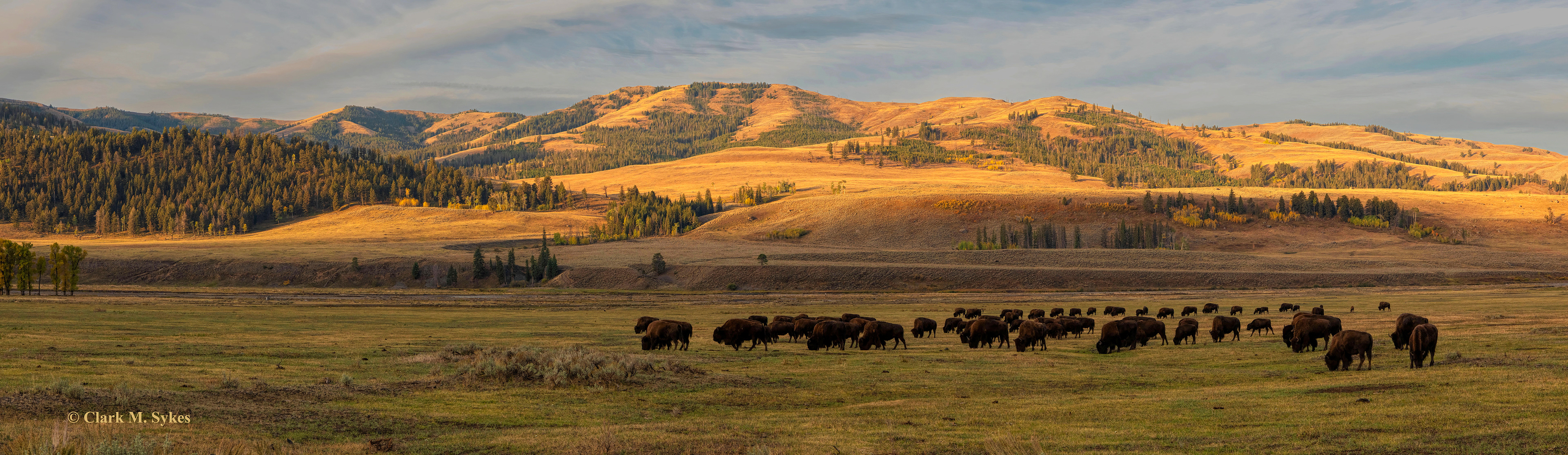 Here's a little panorama I captured of the stunningly beautiful Lamar Valley at dawn, featuring its most common critter. Yellowstone is the only place in the world where you can see such large herds of free roaming bison, and easily imagine what the country was like 150 years ago.