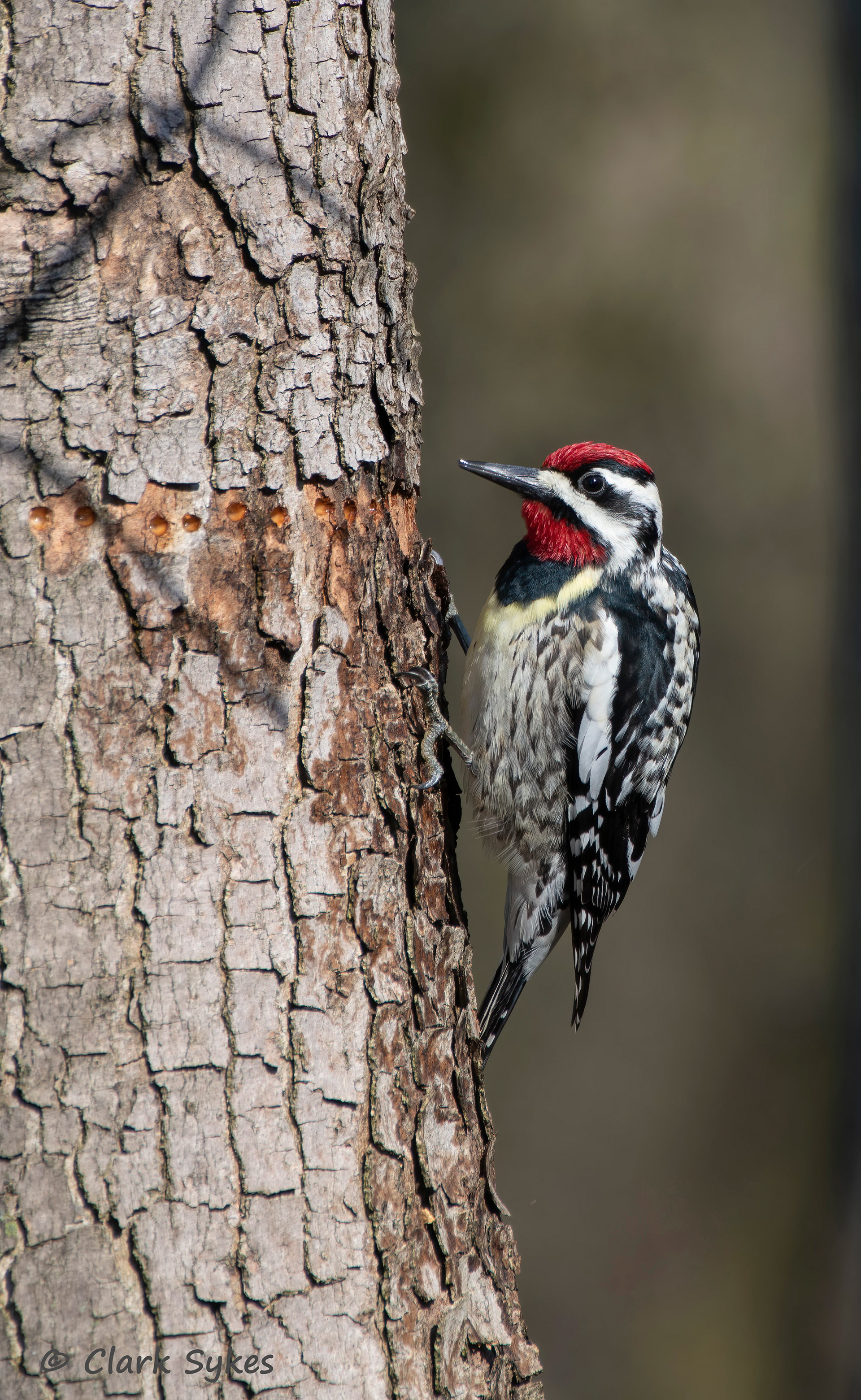 Yellow Bellied Sapsucker, Forest Lawn Cemetery, Buffalo, New York (Image GL-16)