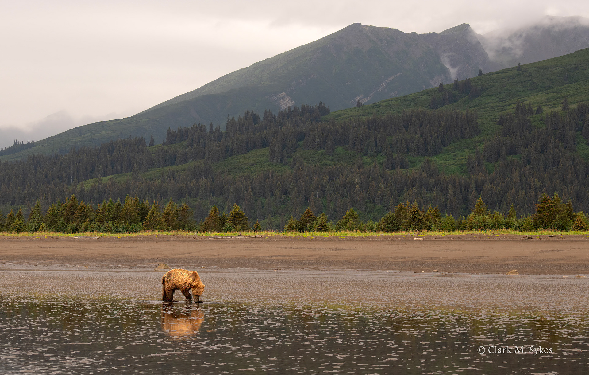 Coastal brown bear, Lake Clark, Alaska (Image AK-25)