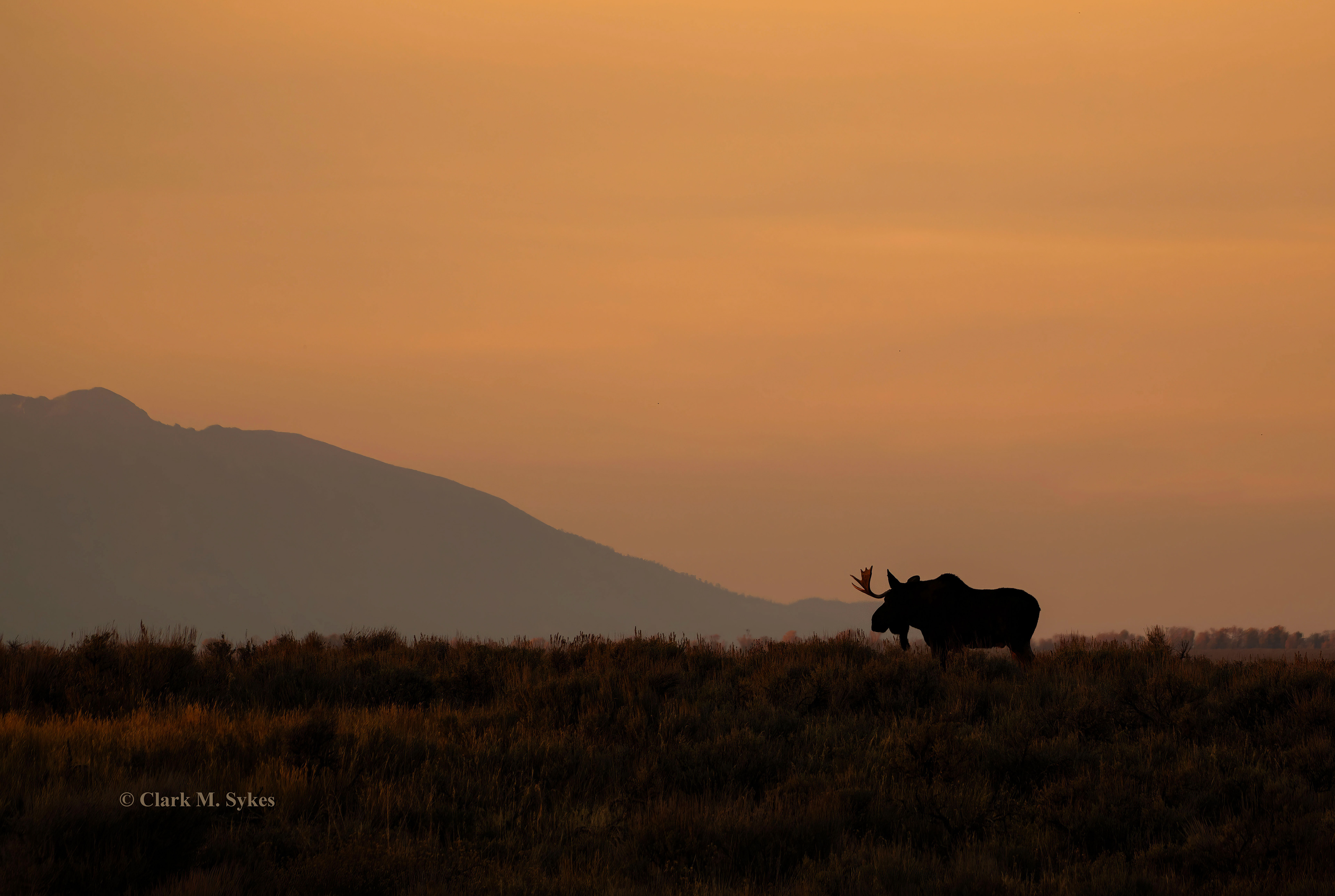 Heading "home" one evening, I spotted this bull moose making his way along a ridge, and liked his silhouette against the sagebrush and hazy orange sky. Two forest fires burn just south of Jackson, WY, and depending on how the wind blows, create very smoky or completely clear conditions.