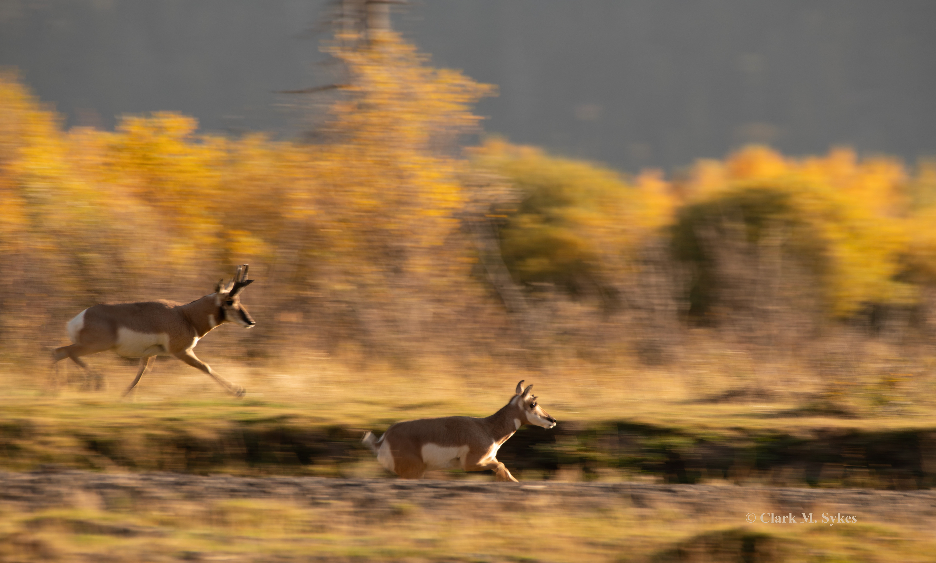 Several evenings along Yellowstone's Soda Butte Creek, I enjoyed this band of pronghorn, presided over by one dominant buck, who kept a watchful eye on his harem, and was quick to round up any strays. In one image, I've tried to convey the amazing speed these animals have (up to 55 mph) - the 2nd fastest land animal in the world (after the cheetah).
