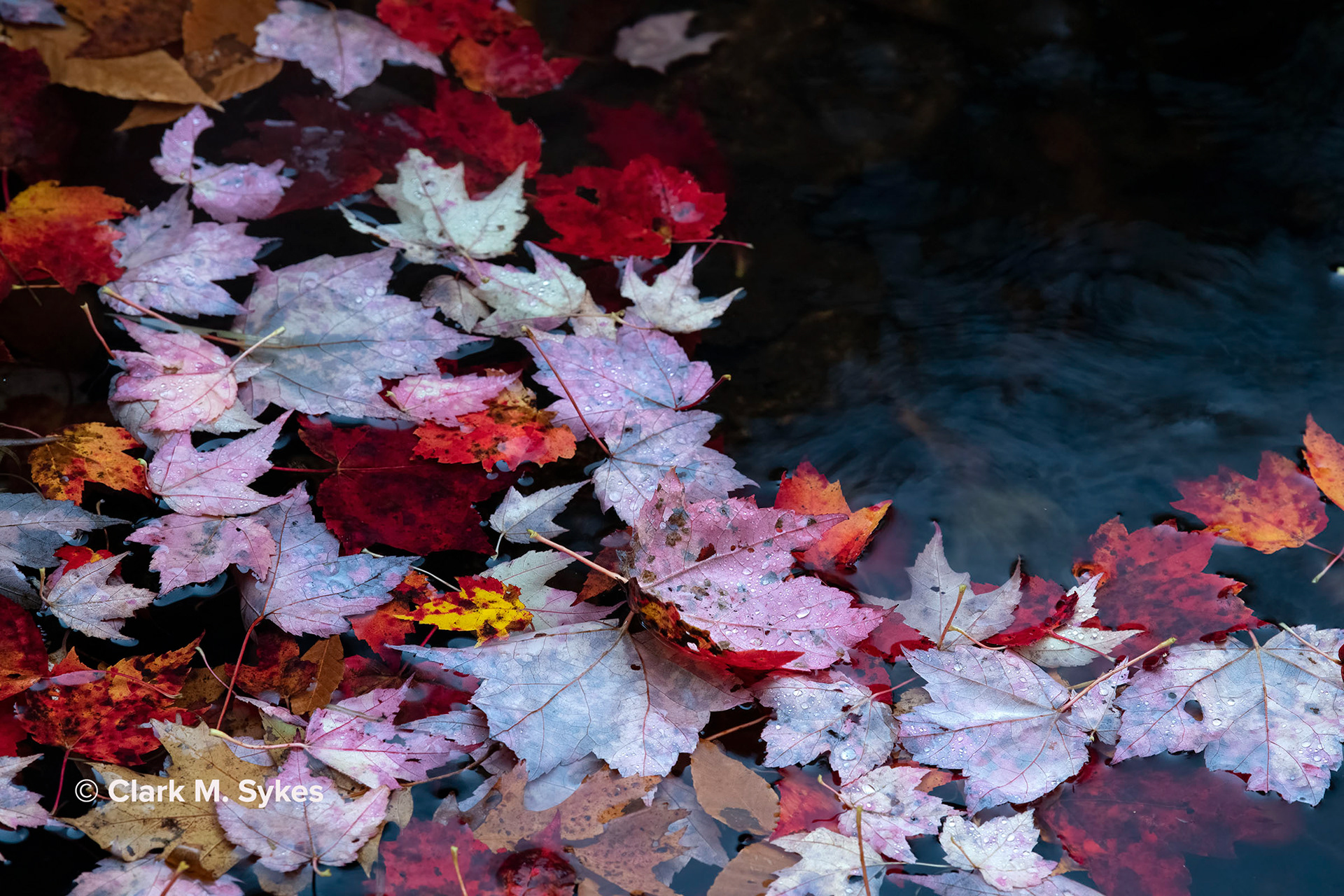 Fall leaves, Acadia National Park, Maine (Image NE-7)