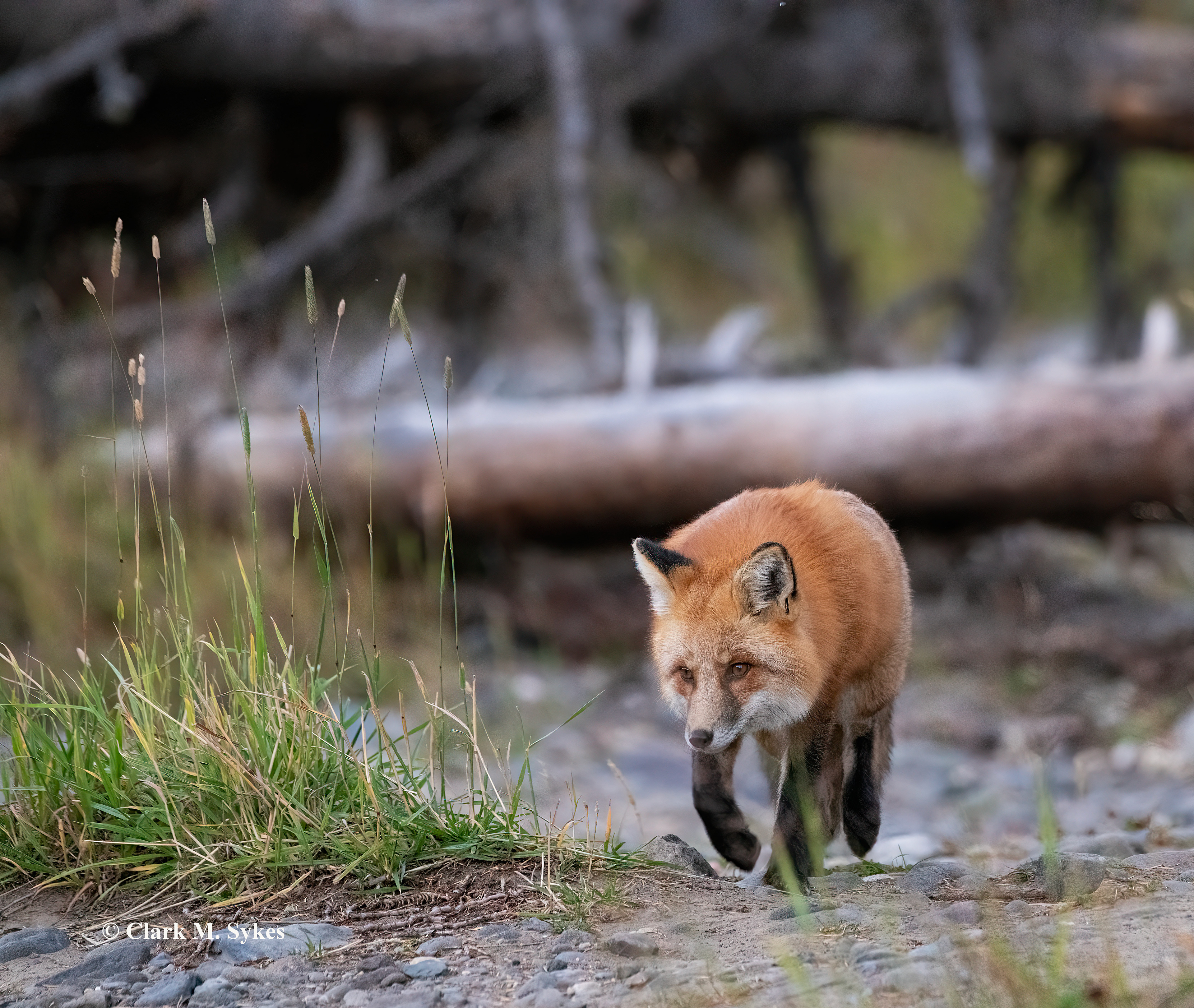 On the hunt. What an evening I had along Soda Butte Creek, WY, with this beautiful red fox, as he scavenged for voles and mice! He wasn't bothered at all by my presence, and we had the whole area to ourselves. It doesn't get much better than this, except maybe the light, which was very dim - always a struggle for my lenses (very high ISO image).
