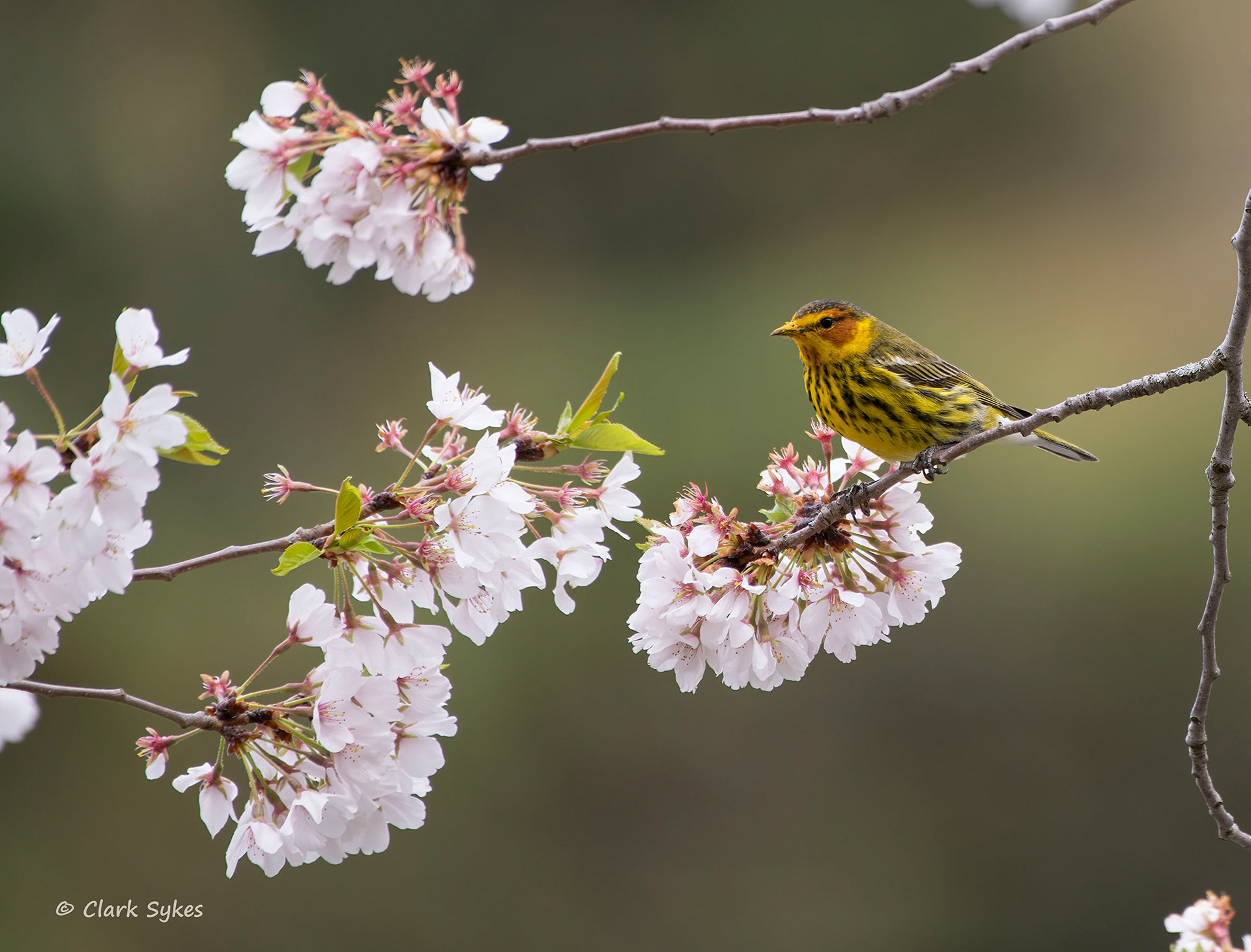 Cape May Warbler, Forest Lawn Cemetery, Buffalo, New York (Image GL-9)