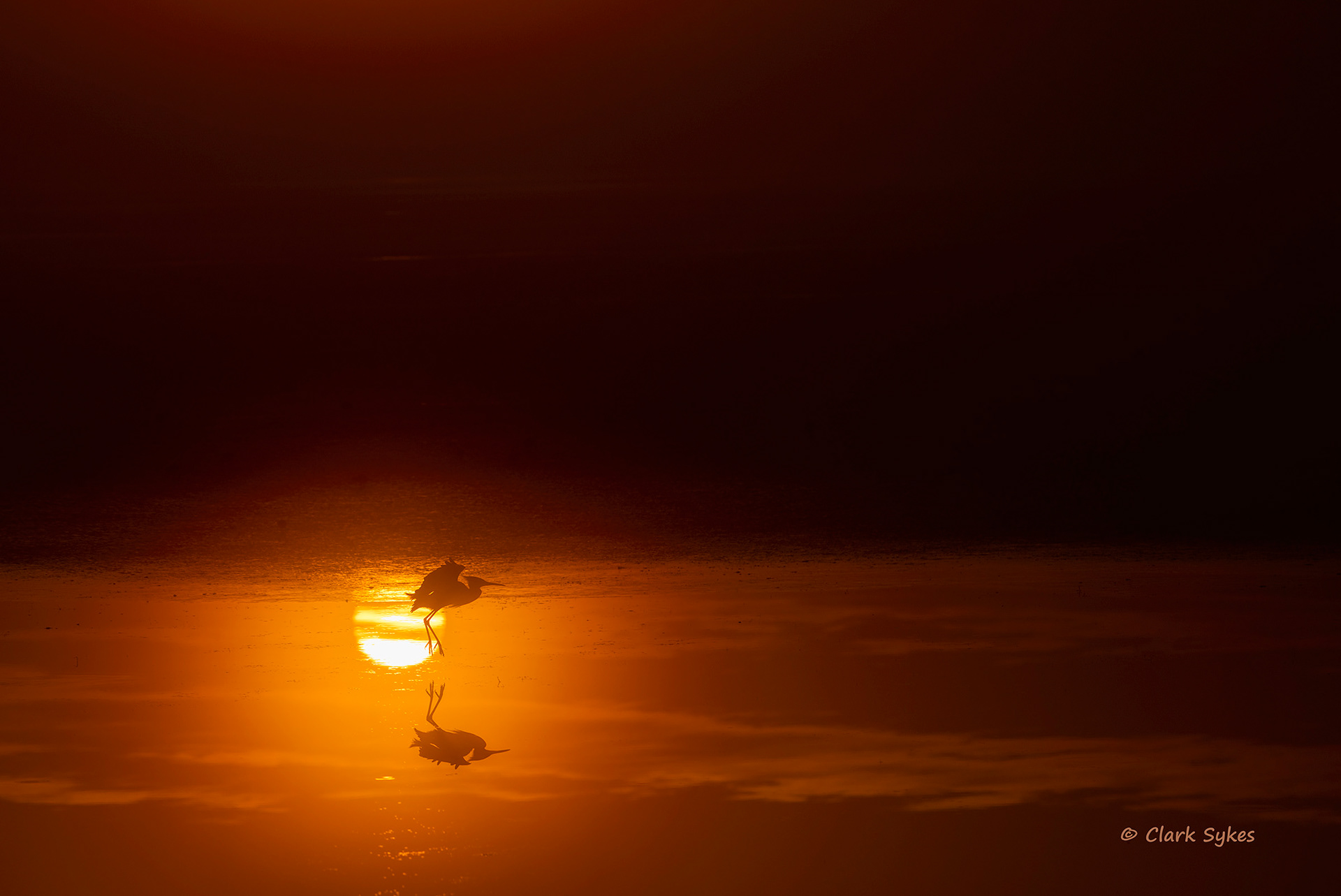 Heron at dawn, Bear Island Wildlife Area, South Carolina (Image LC-17)