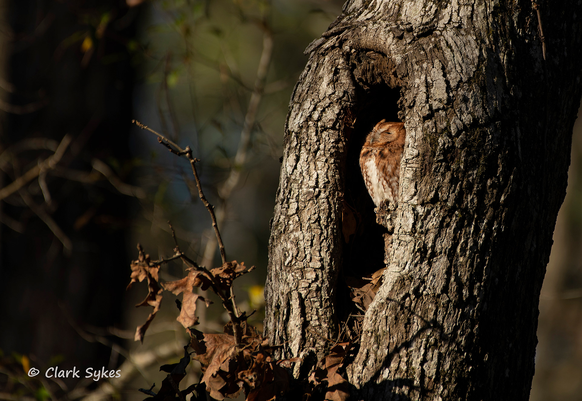 Screech owl enjoying morning sunshine, Donnelley Wildlife Area, South Carolina (Image LC-25)
