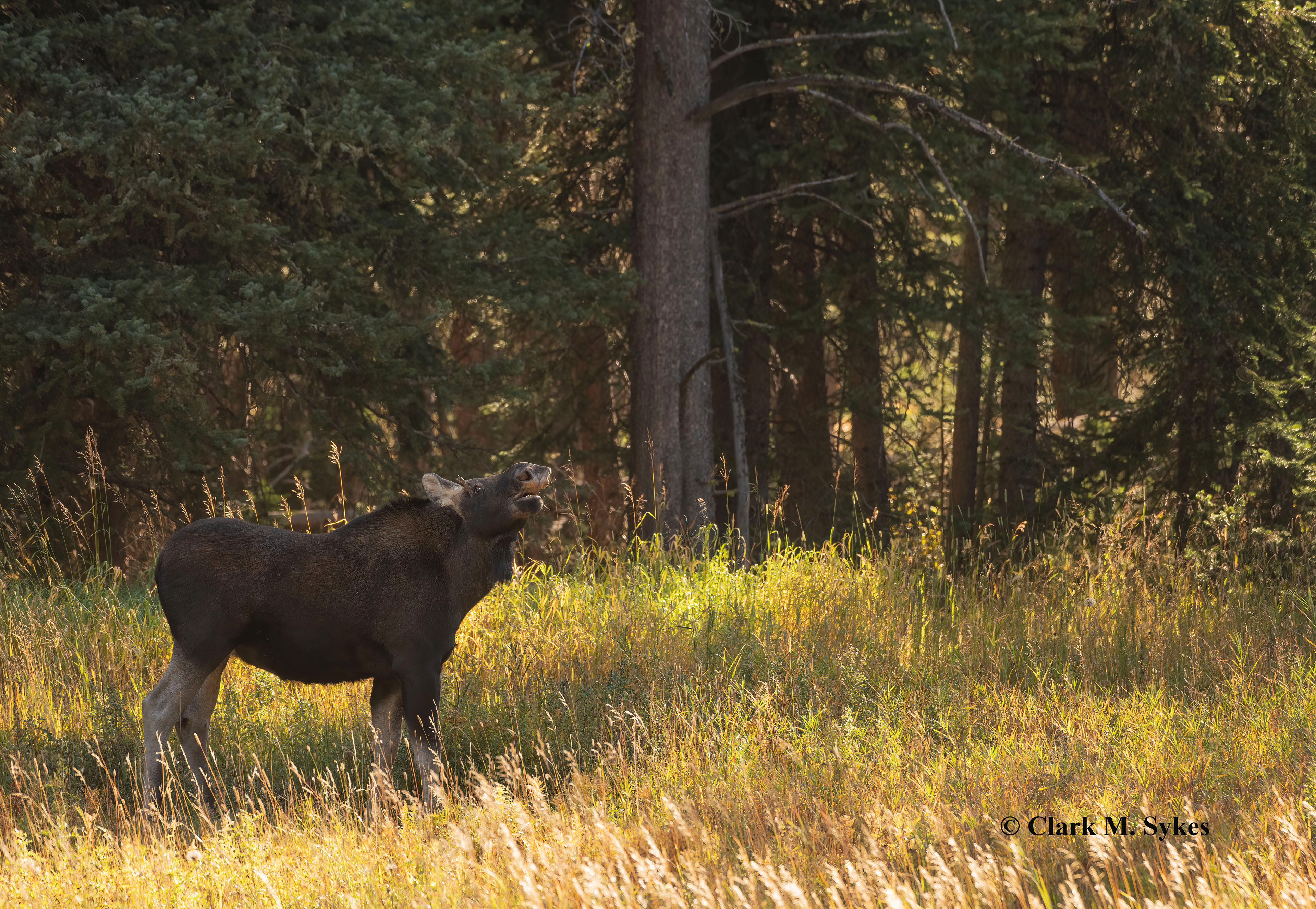 While driving the road that parallels Soda Butte Creek one afternoon, I encountered this young bull moose in a meadow. Here, he smells for scents of potential threats to his turf.