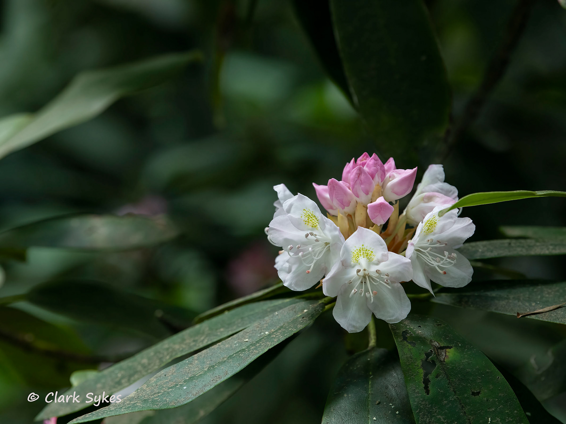 Mountain Laurel, Babcock State Park, West Virginia (Image WV-4)
