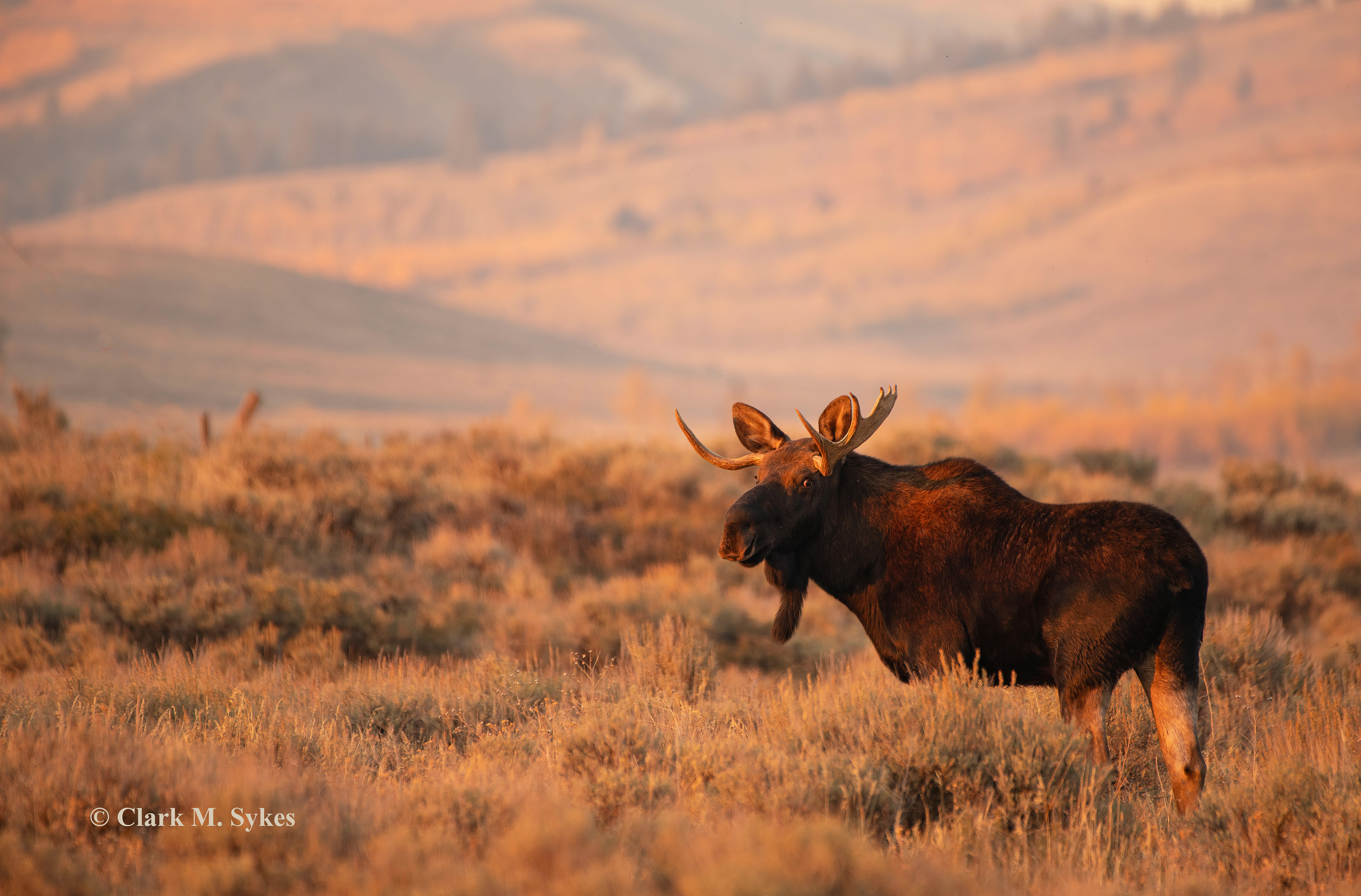Getting stink eye from a bull moose one afternoon in the Tetons.