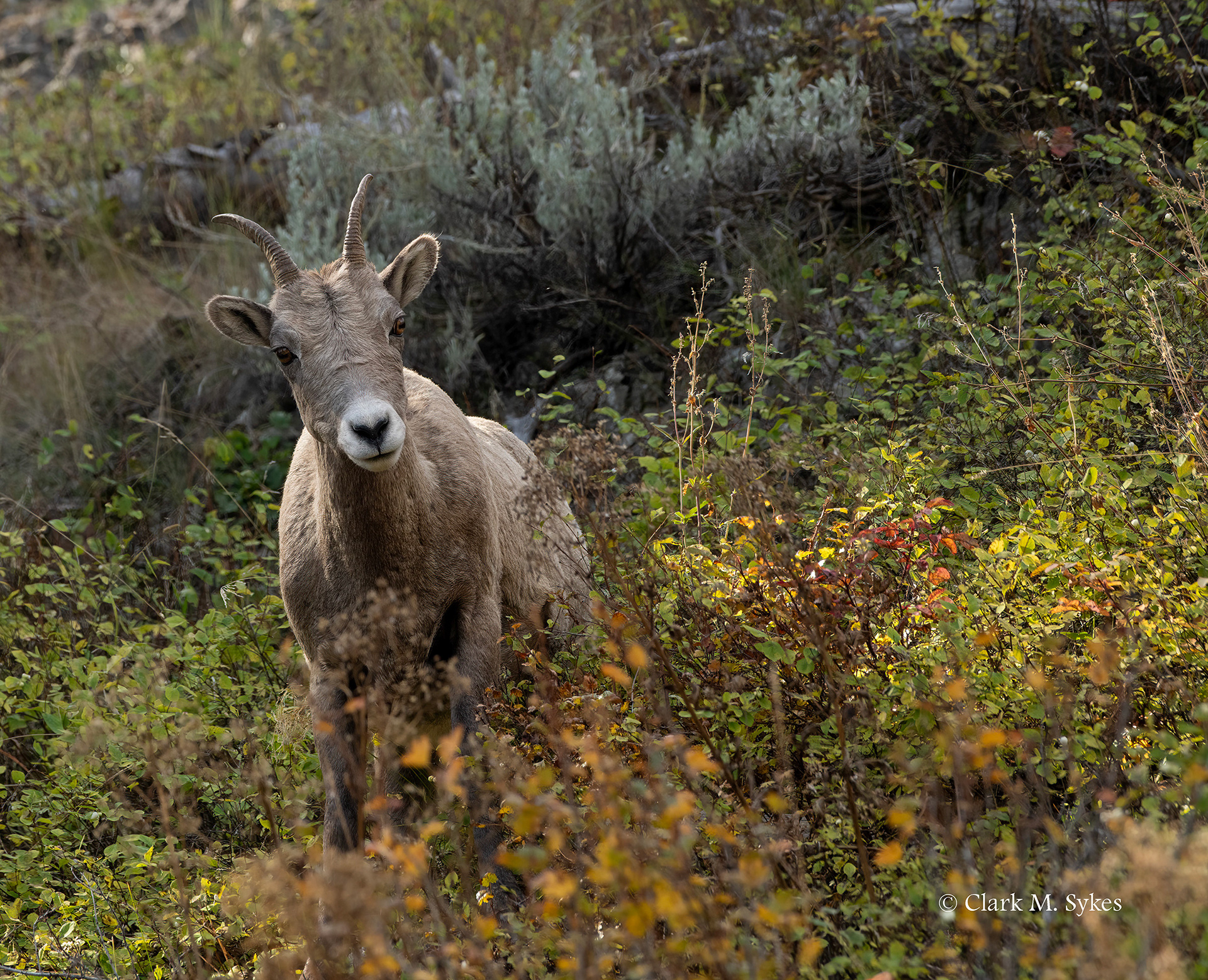 Bighorn ewe, Calcite Springs, Yellowstone (Image YS-17)