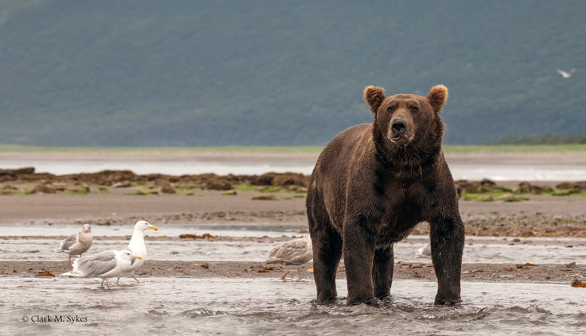 Old Crooked Nose, Katmai, Alaska (Image AK-21)