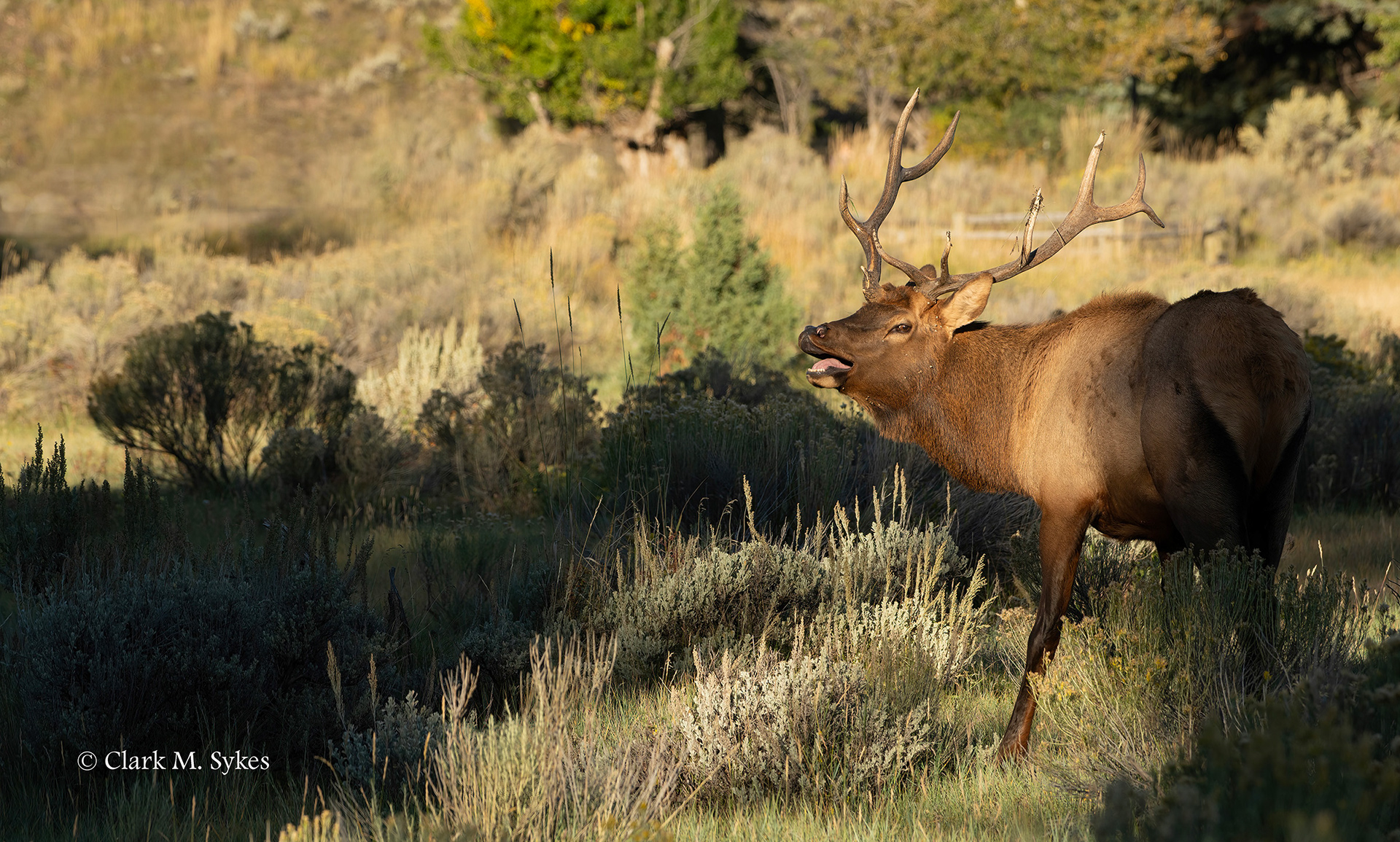 Elk bull bugling to his harem, Mammoth Hot Springs, Yellowstone (Image YS-15)