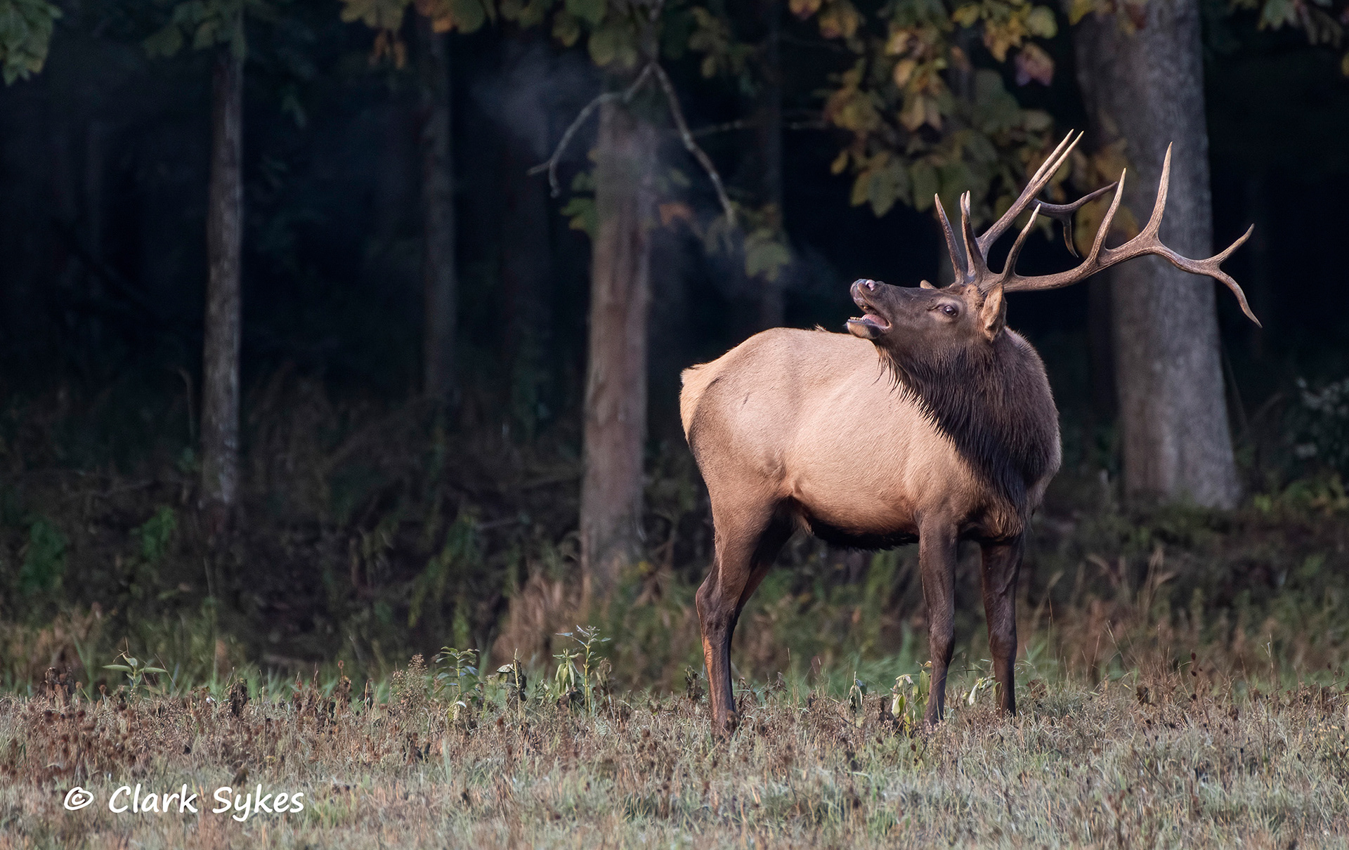 Bugling bull elk, Benezette, Pennsylvania (Image GL-3)