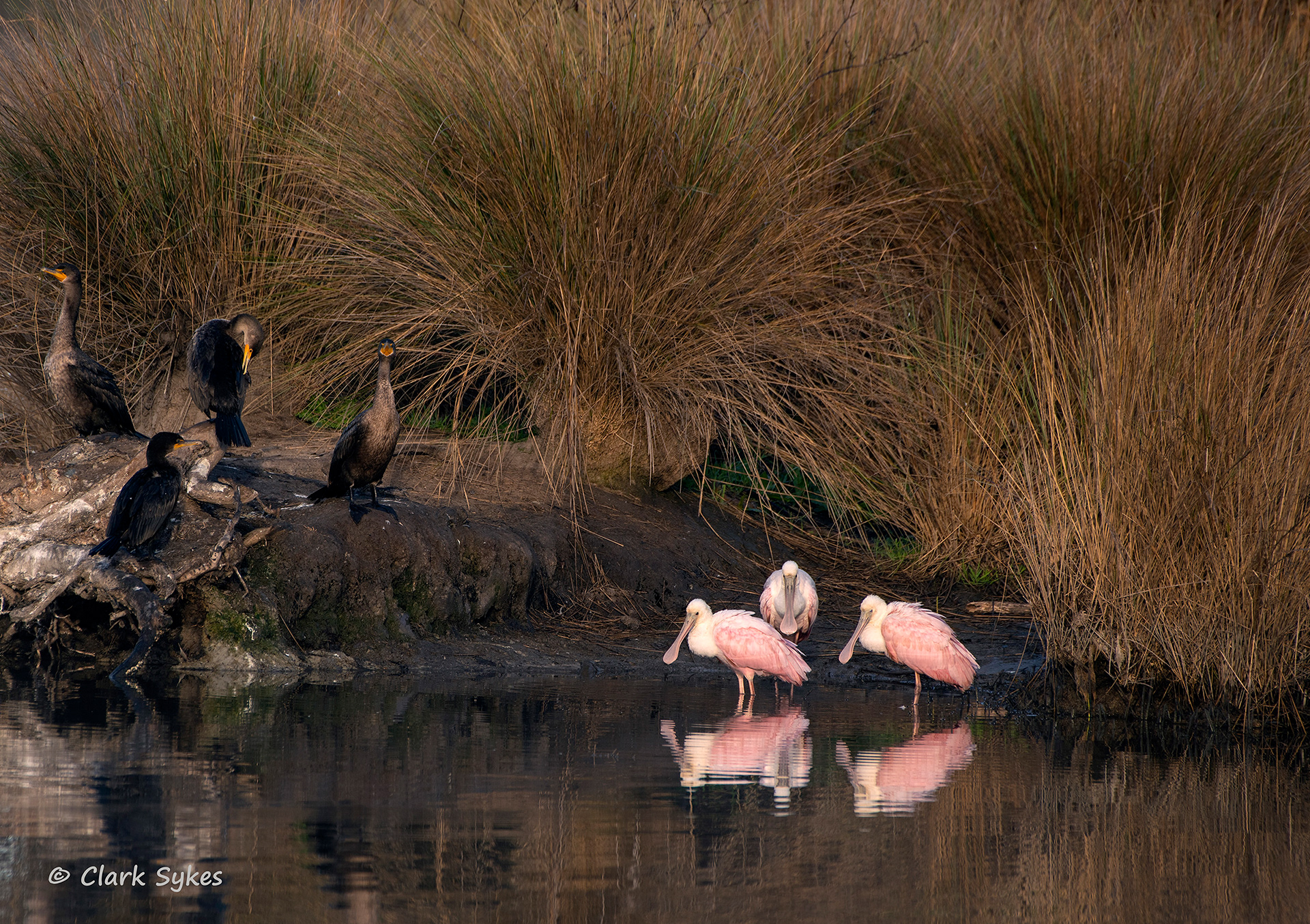 Spoonbills and cormorants, Donnelley Wildlife Area, South Carolina (Image LC-27)