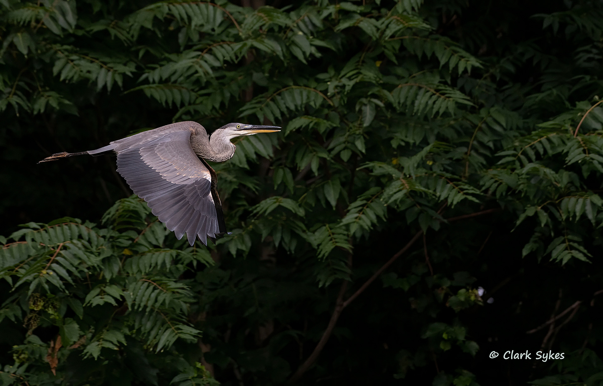 Great Blue Heron, Forest Lawn Cemetery, Buffalo, New York (Image GL-1)