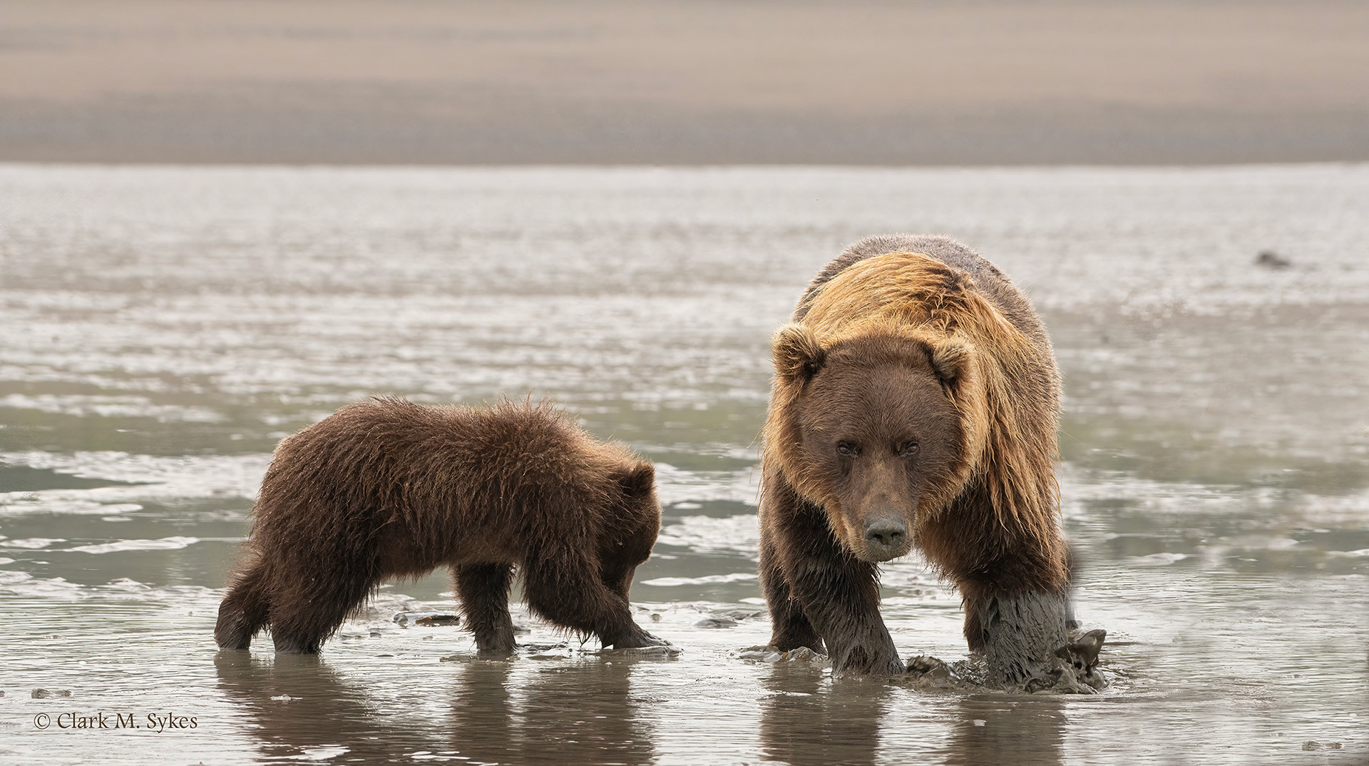 Keep your distance! Lake Clark, Alaska (Image AK-26)