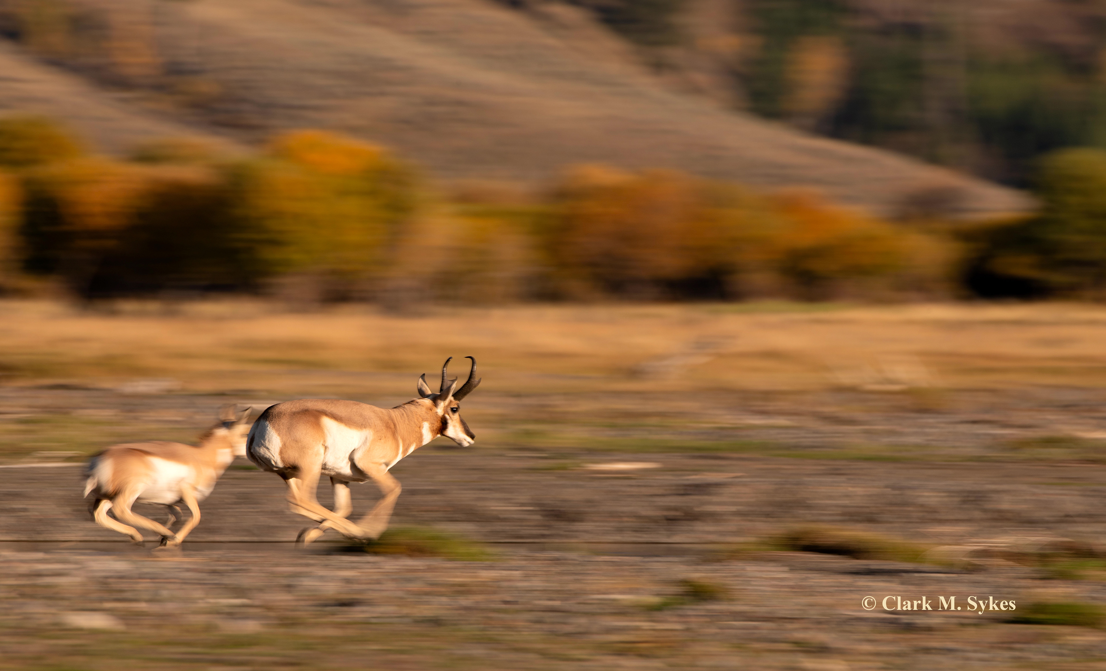 Catch me if you can. I had fun watching this pronghorn buck keep his harem in line along Yellowstone's Soda Butte Creek. A doe or two would wander off, and he'd take off to herd them back into the fold. Their explosive speed is amazing - up to 55 mph - far faster than any predator. Nerdy tidbit: scientists think their speed is a vestige from the ice age, when American cheetahs roamed the continent.