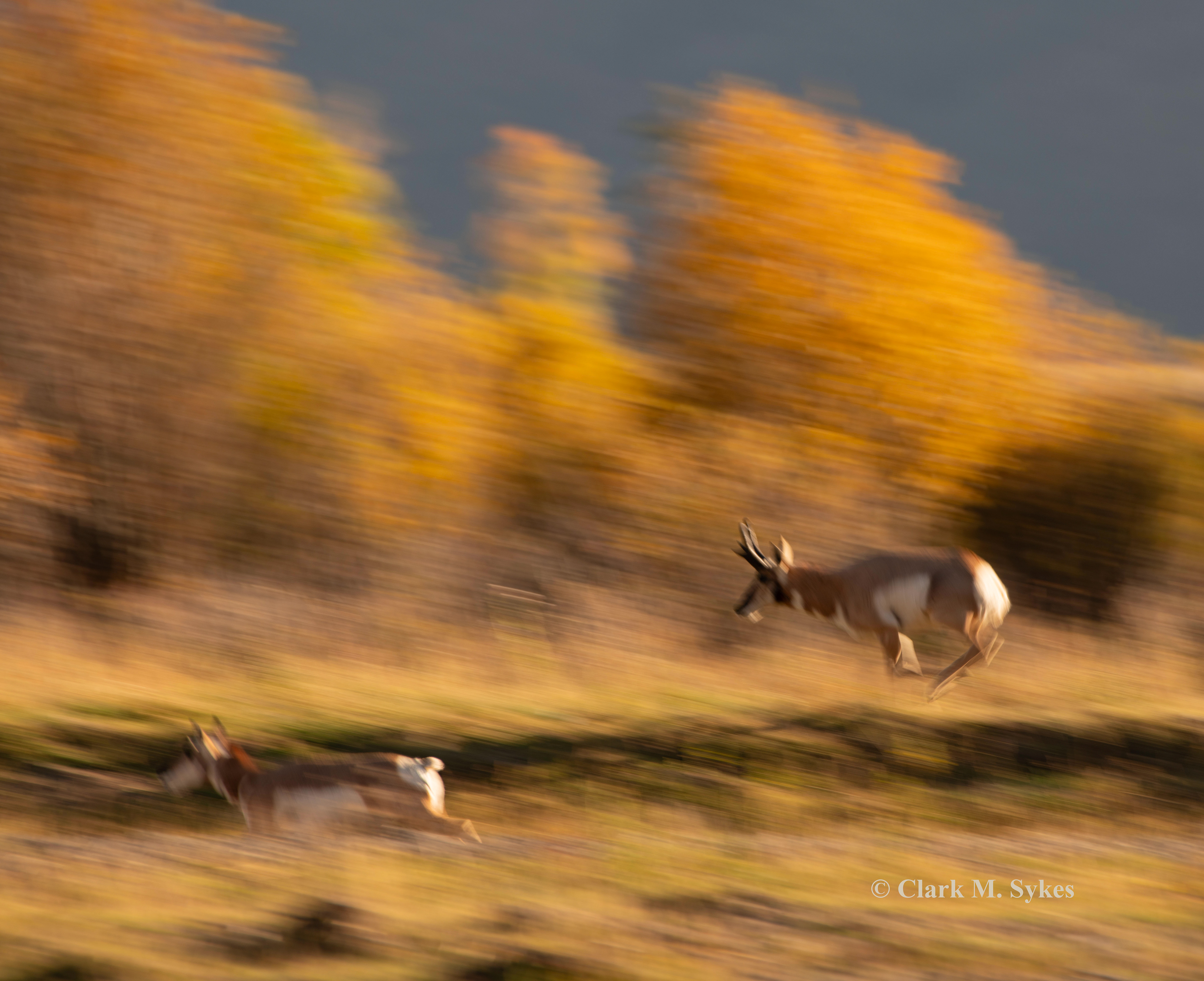 Several evenings along Yellowstone's Soda Butte Creek, I enjoyed this band of pronghorn, presided over by one dominant buck, who kept a watchful eye on his harem, and was quick to round up any strays. In one image, I've tried to convey the amazing speed these animals have (up to 55 mph) - the 2nd fastest land animal in the world (after the cheetah).