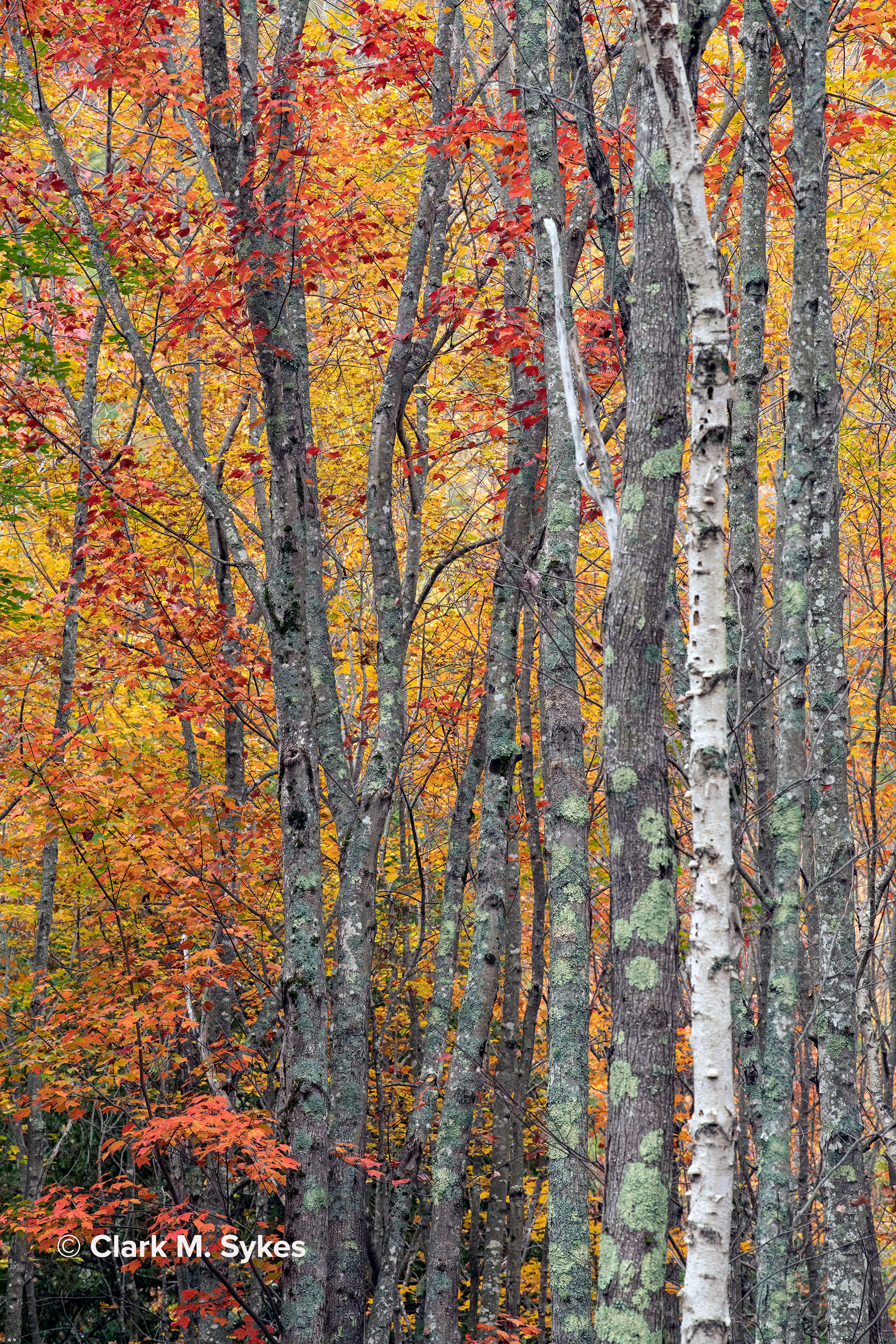 Sieur de Monts, Acadia National Park, Maine (Image NE-16)