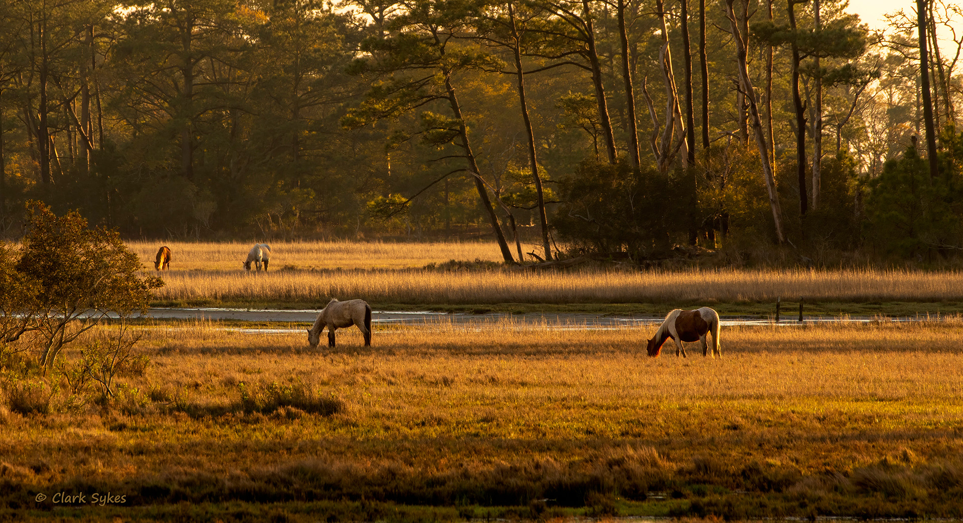 Chincoteague ponies graze the salt marshes, Chincoteague Virginia (Image CH-2)