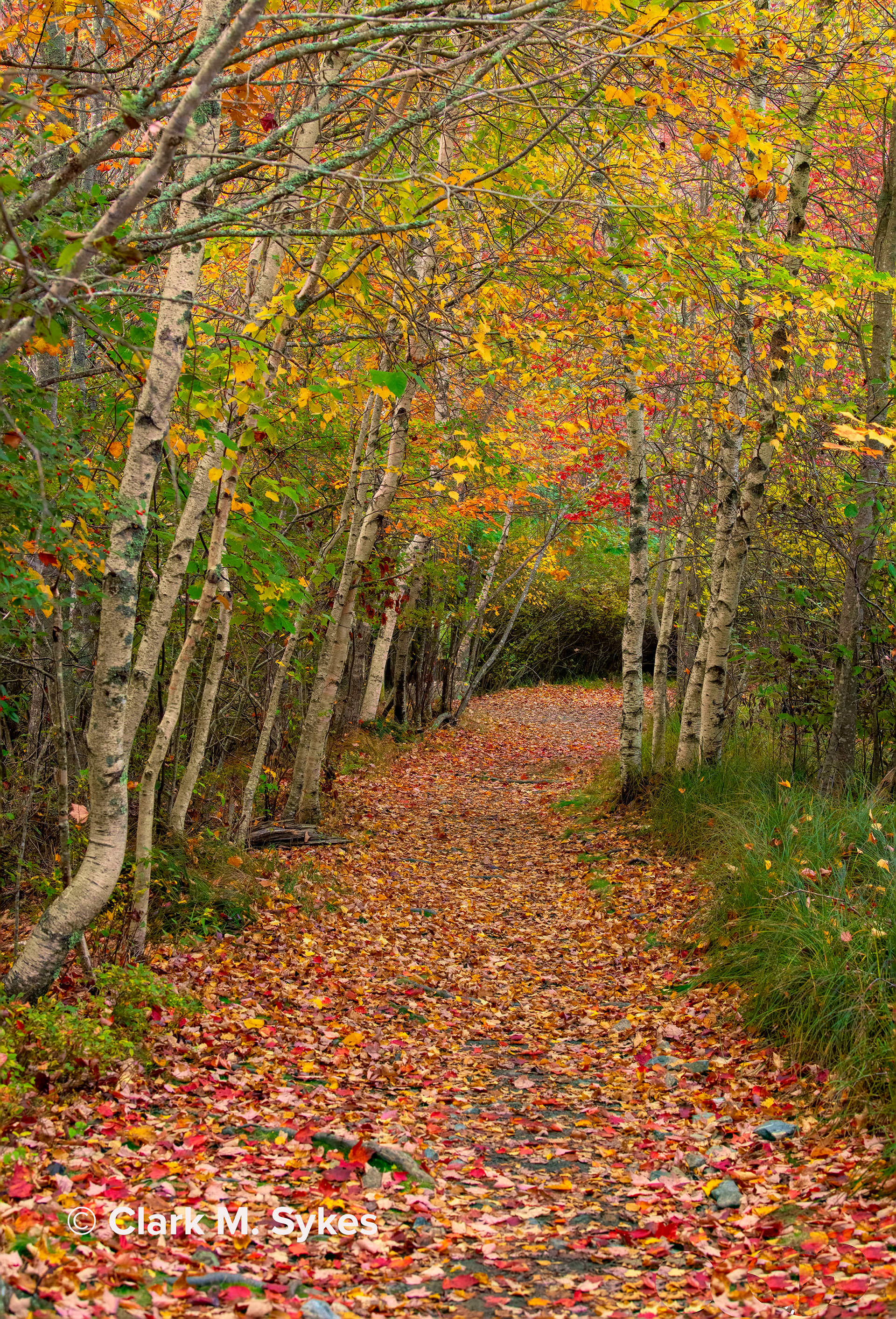 Sieur de Monts, Acadia National Park, Maine (Image NE-5)