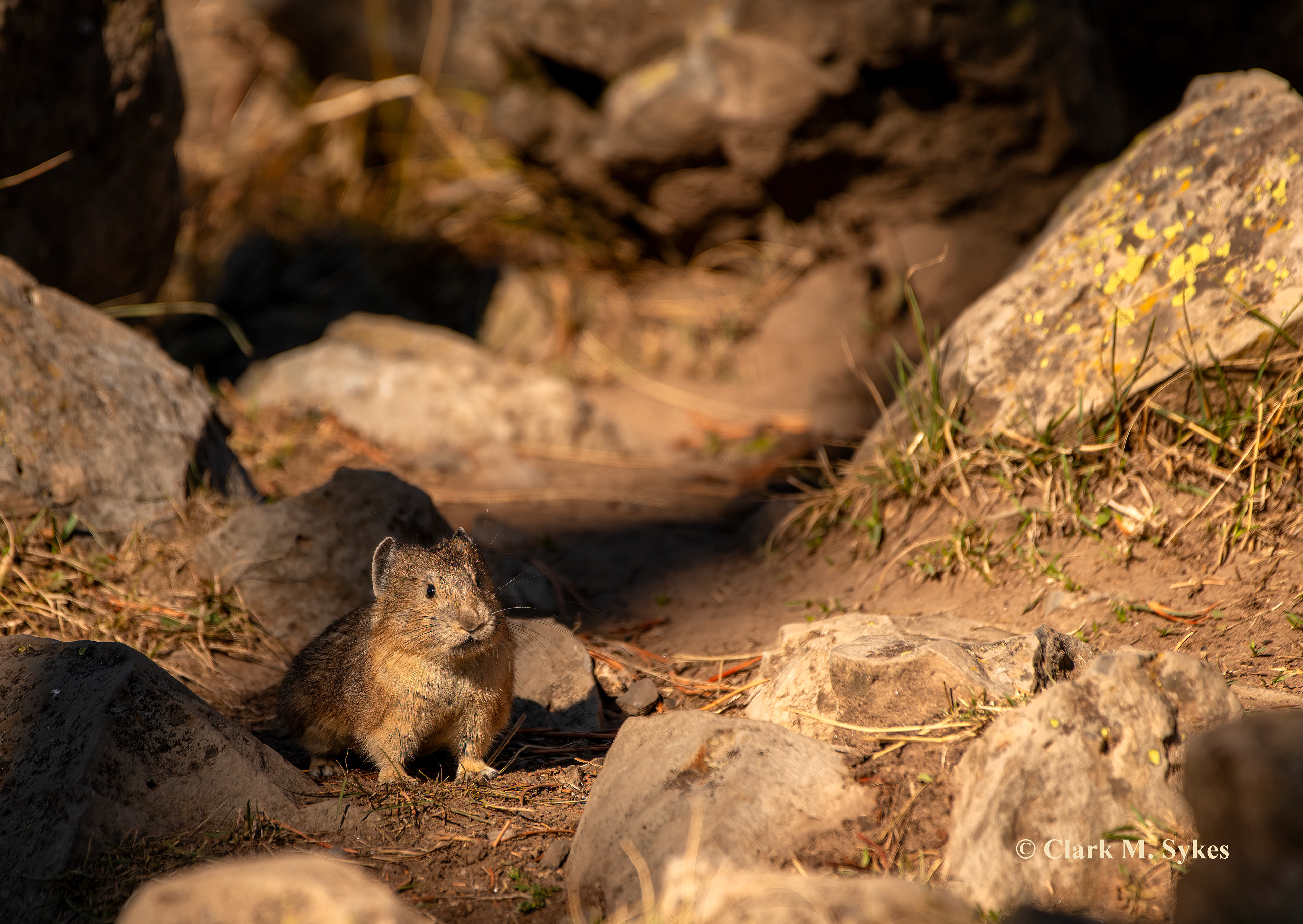 A serious contender for the cutest critter of the northern Rockies, Pikas are one of my favorite animals to watch. These adorable creatures live in and dart around boulder fields, and spend their days squeaking warnings and collecting grass for winter. Sheepeater Cliff, Yellowstone.