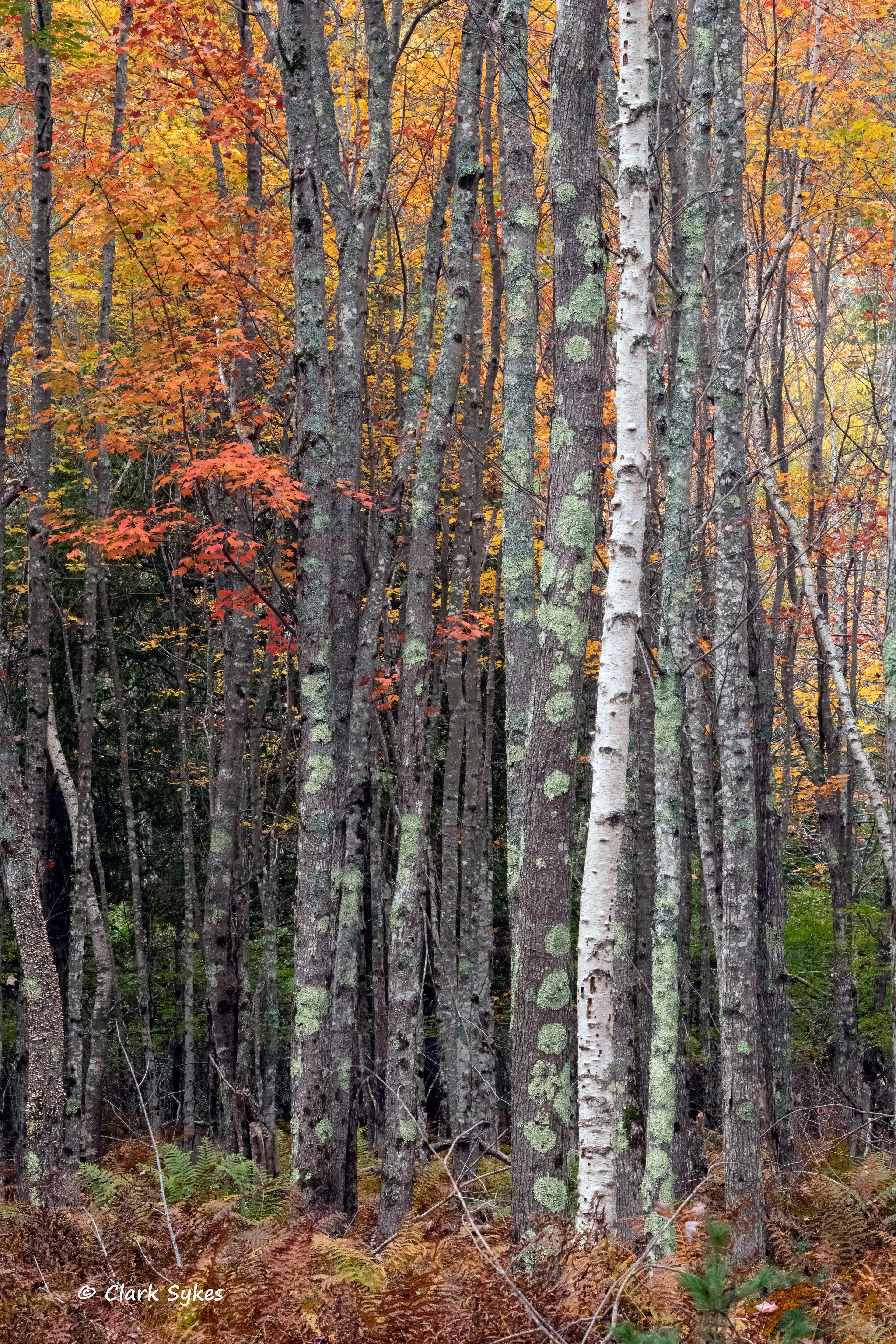 Sieur de Monts, Acadia National Park, Maine (Image NE-16)