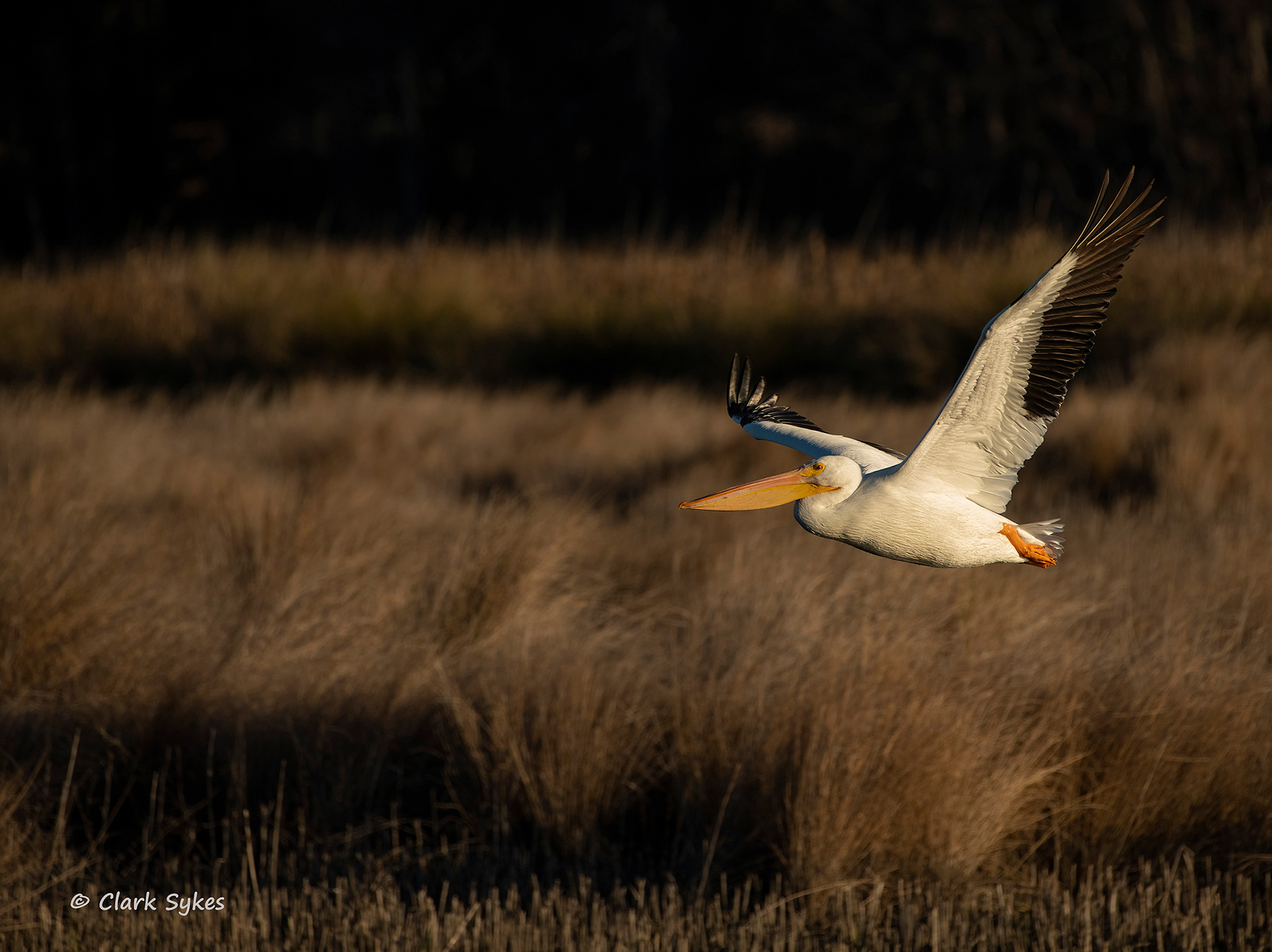 White Pelican, Donnelley Wildlife Area, South Carolina (Image LC-30)