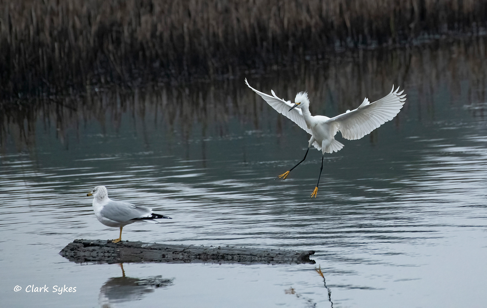 Snowy Egret, Donnelley Wildlife Area, South Carolina (Image LC-26)