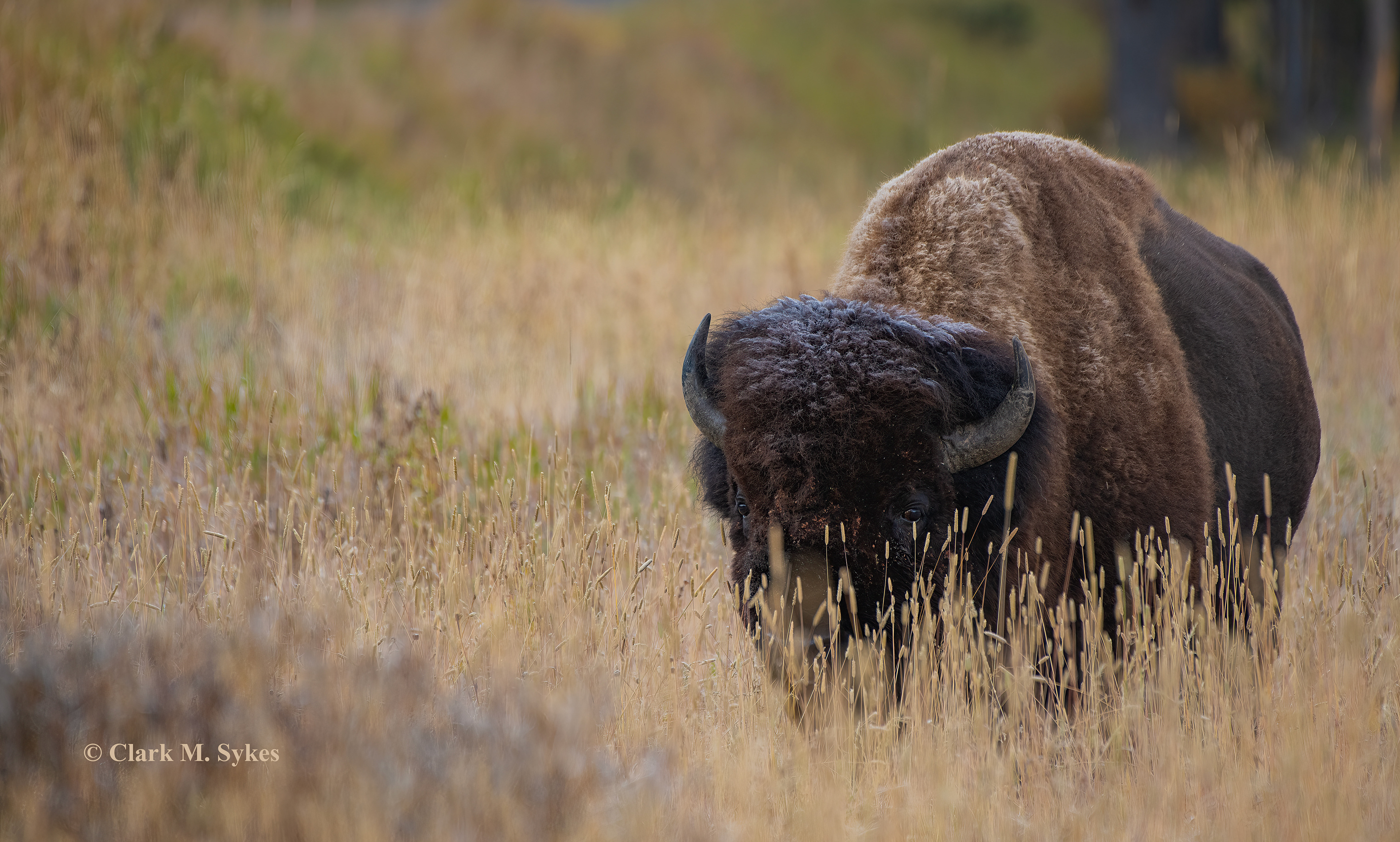"Go ahead, make my day!" This big boy's eyes tell me to keep my distance. Found grazing a meadow at dawn, I like the way the frost on his head helps frame his face, and his watchful eyes. Lamar Valley, Wyoming.