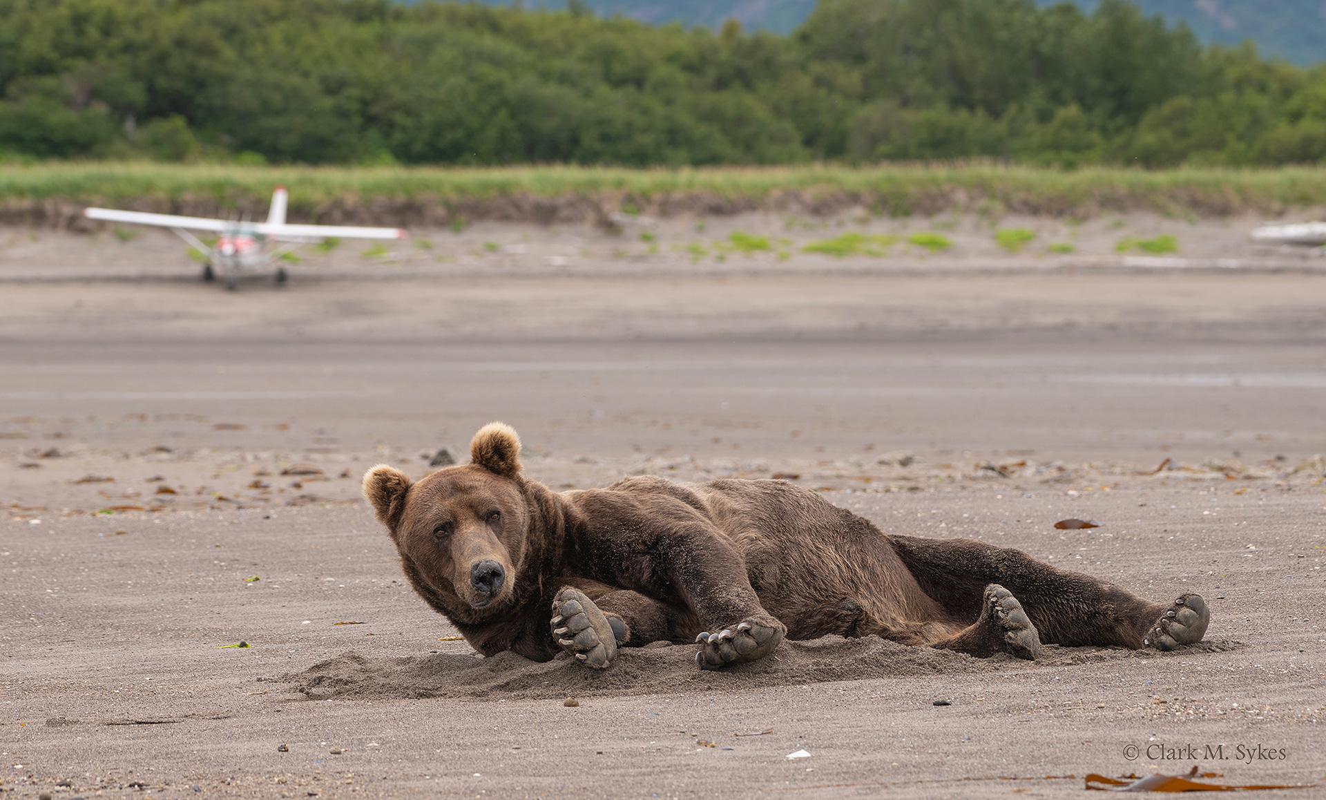 Don't disturb my nap! Katmai, Alaska (Image AK-9)
