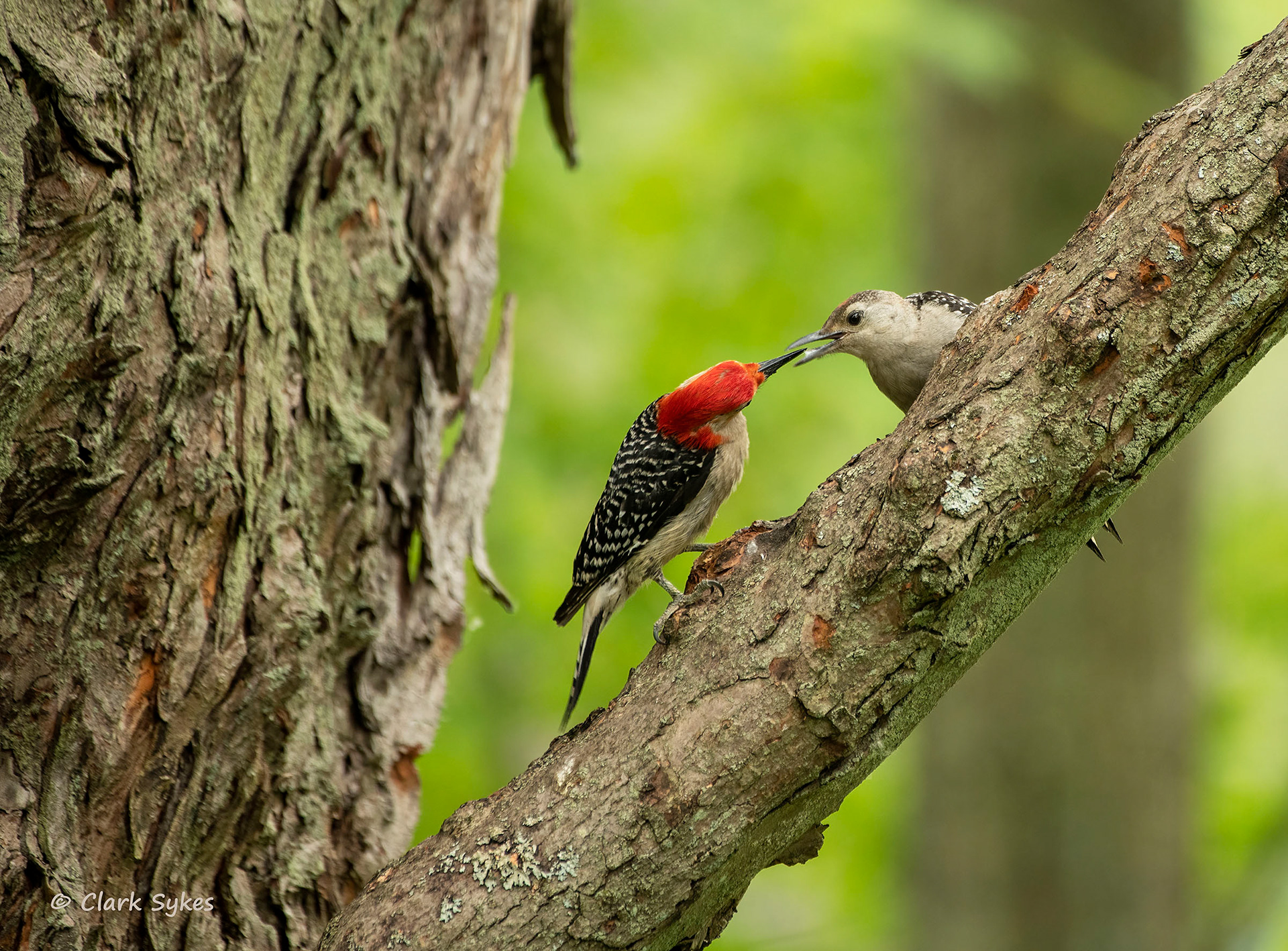 Red Bellied Woodpeckers, Point Abino, Ontario (Image GL-37)