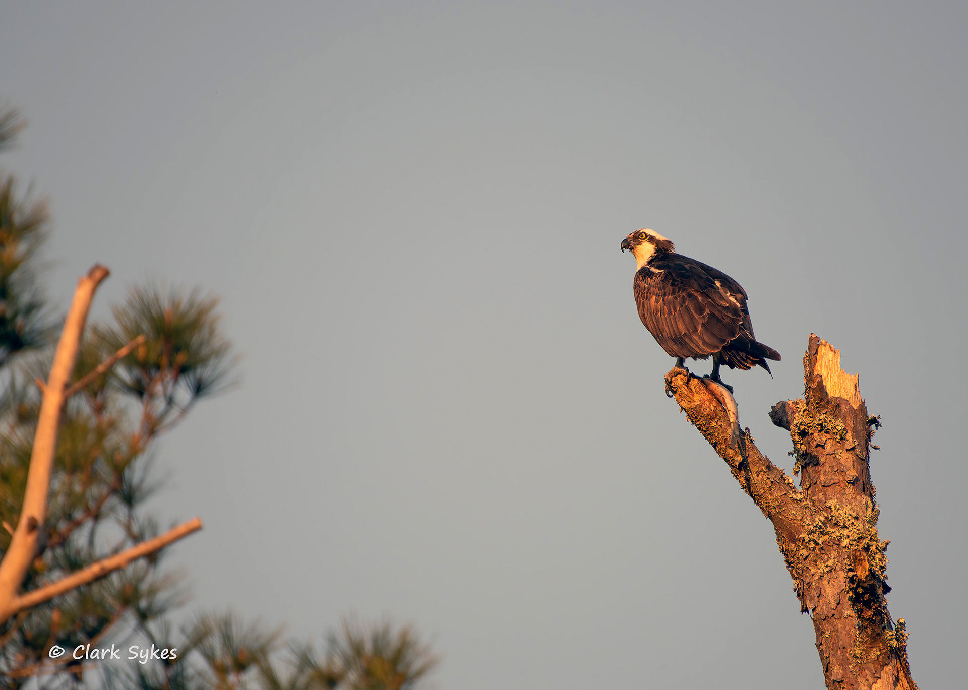 Osprey with breakfast, Chincoteague Virginia (Image CH-10)