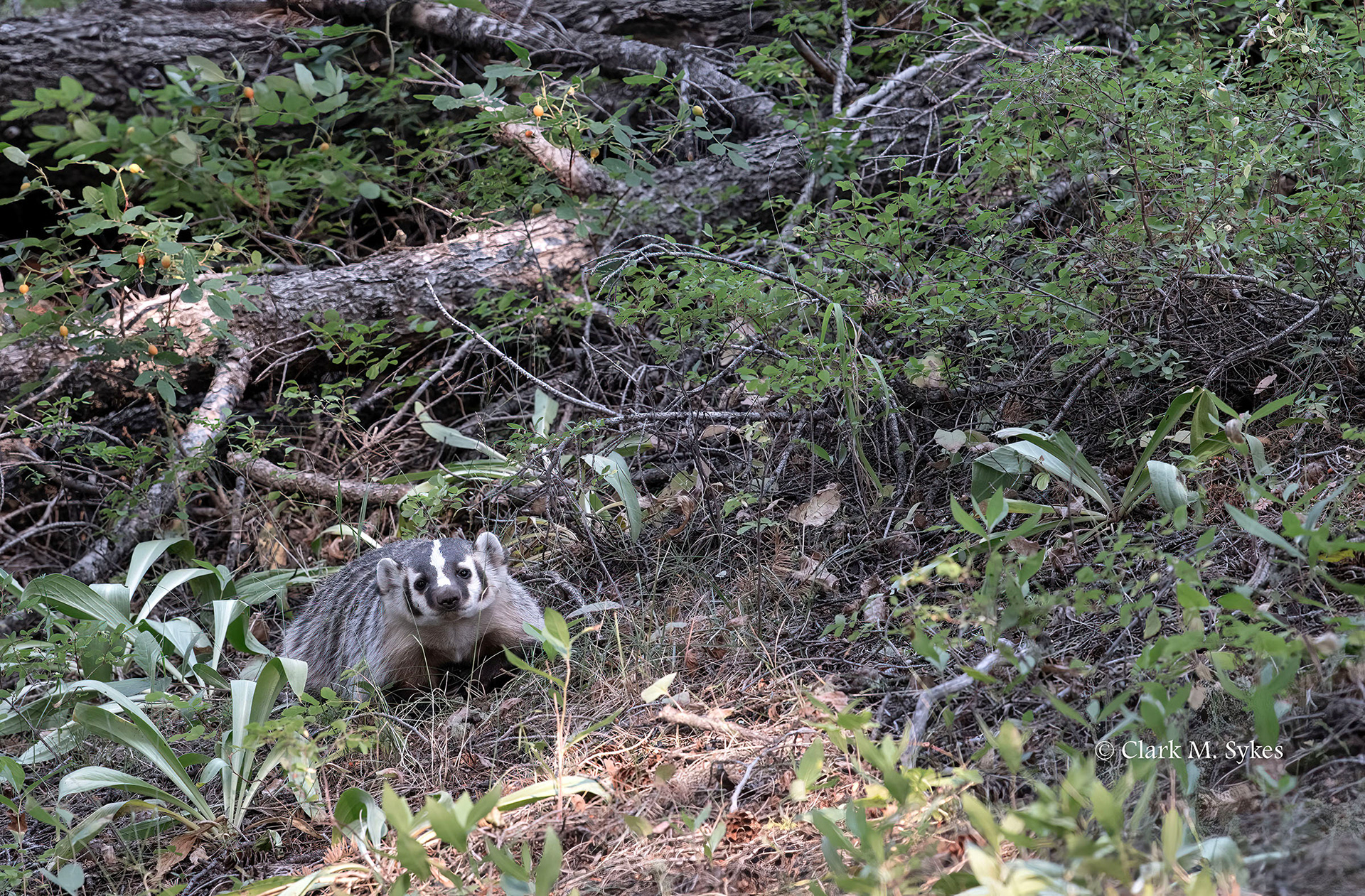 Badger, Trout Lake, Yellowstone (Image YS-12)