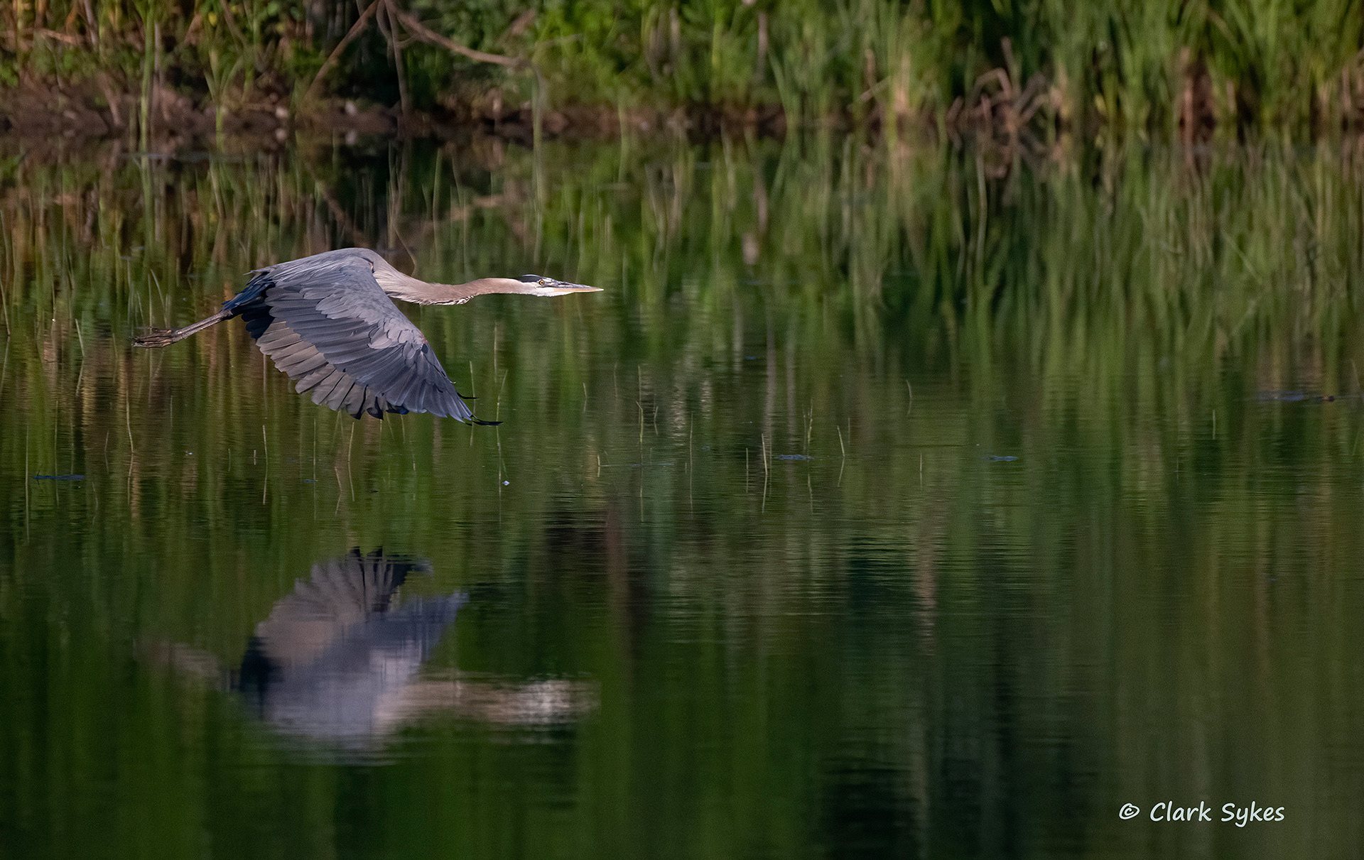 Great Blue Heron, Beaver Island, New York (Image GL-31)